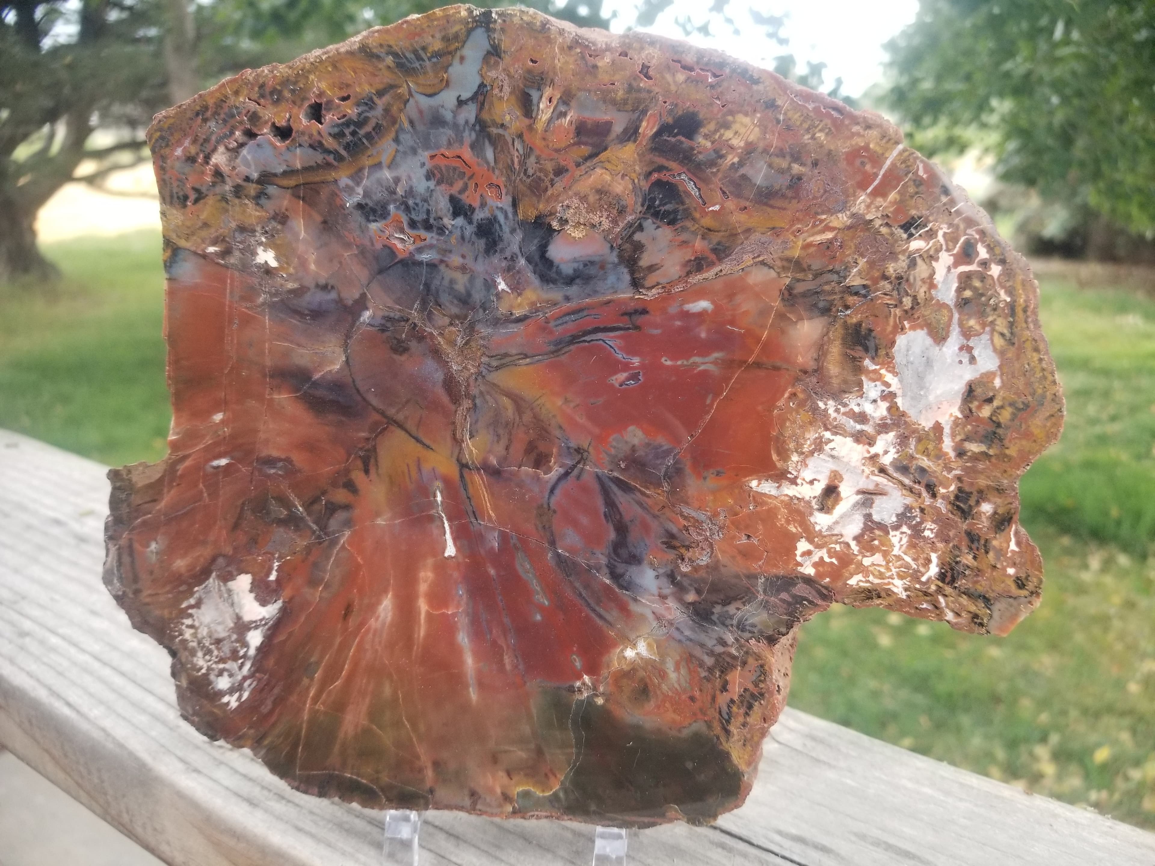 Beautiful Unique Polished Boulder Mountain UT Petrified Wood Round 8x7" 3+Lb