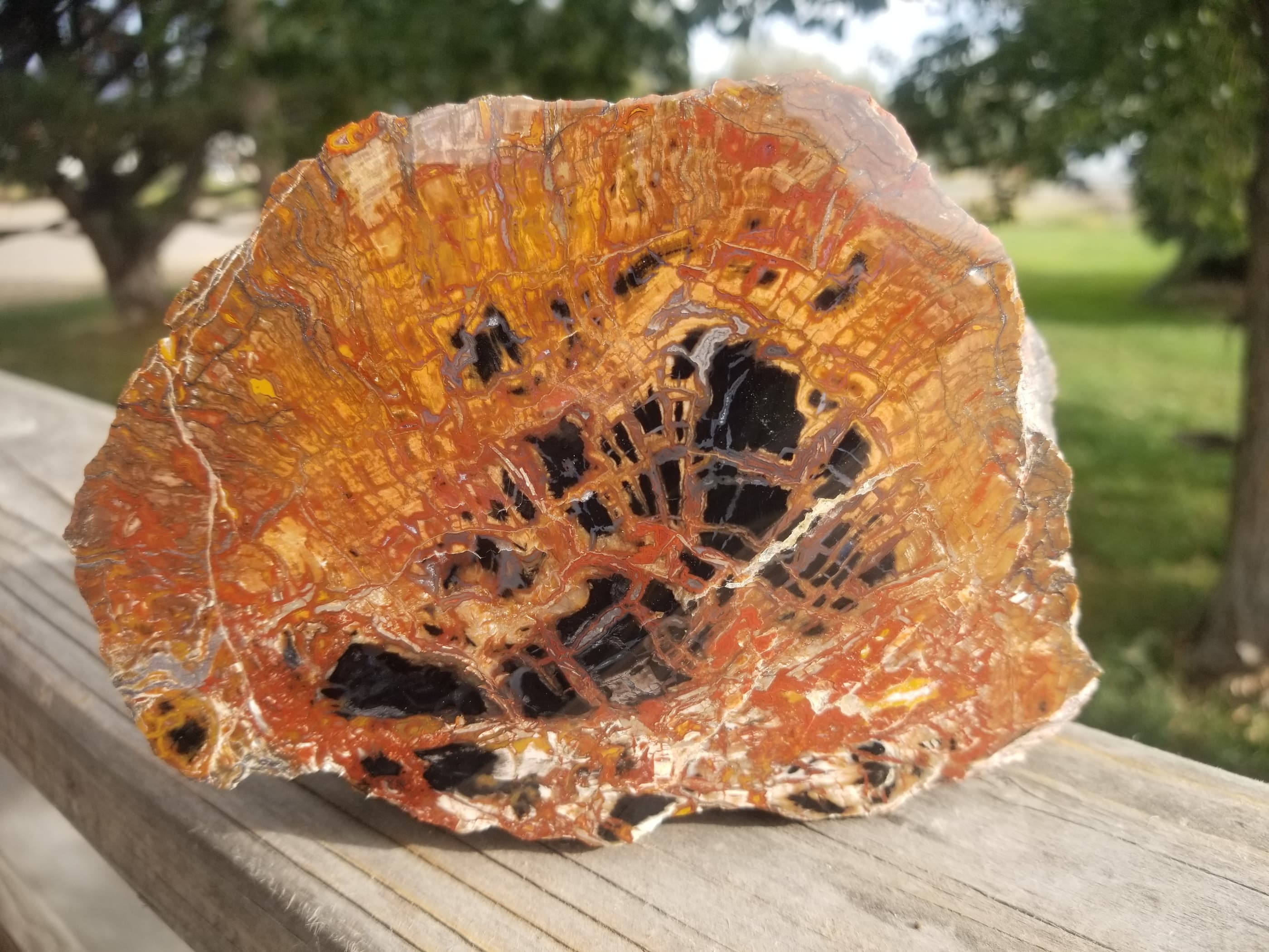 Beautiful Unique Polished Southern Utah Petrified Wood Slab Specimen Old Collection