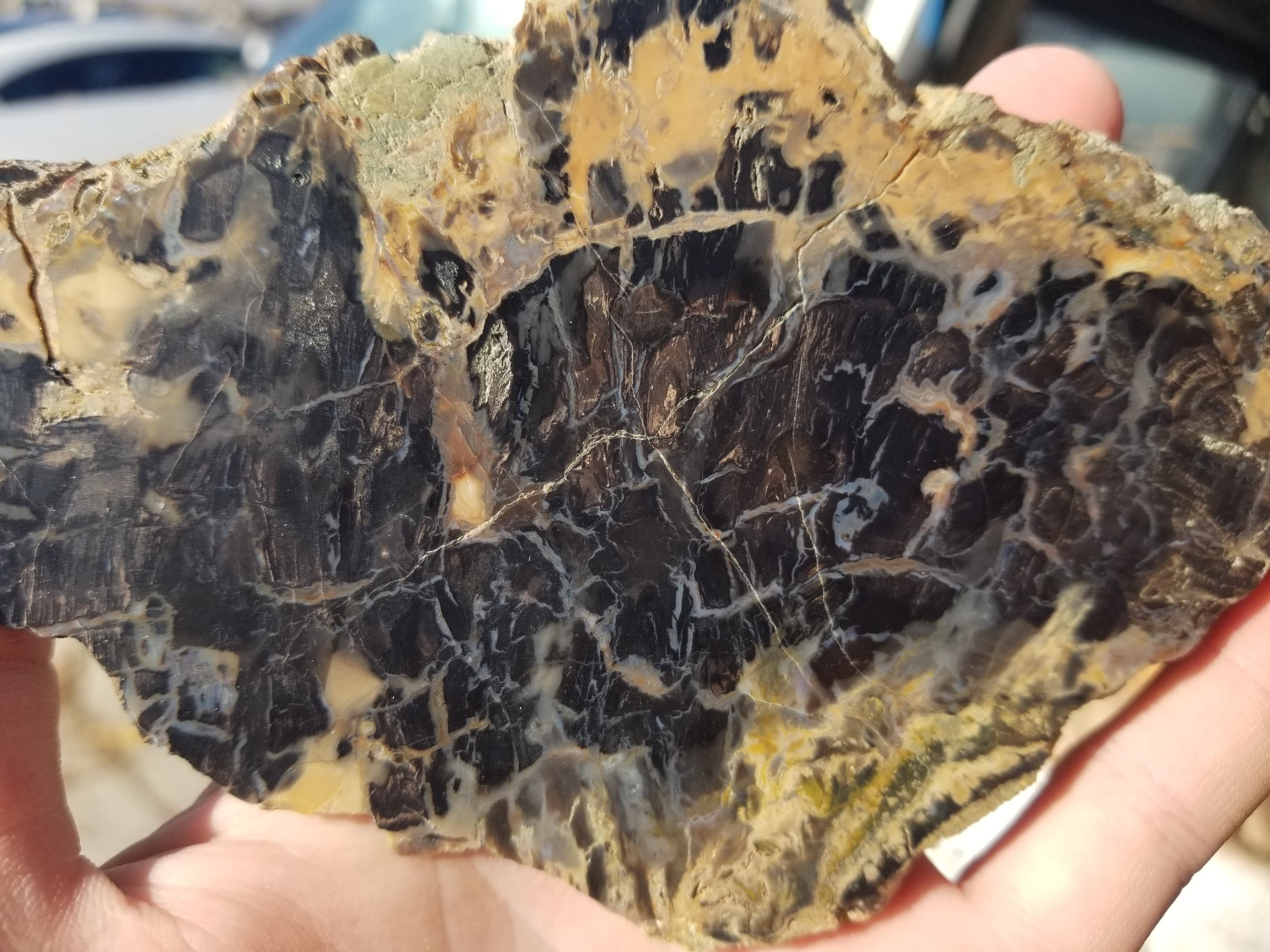 Beautiful Unique Polished Southern Utah Petrified Wood Slab Specimen