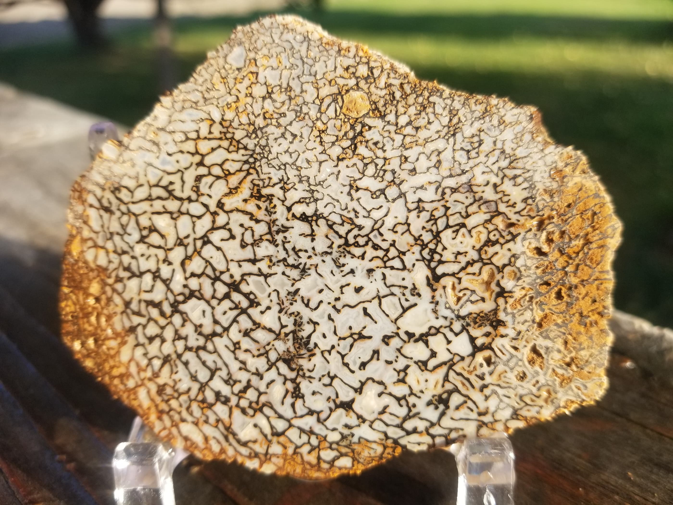 Rainbow Agatized Dinosaur Gem Bone Slab 160g Large Cell