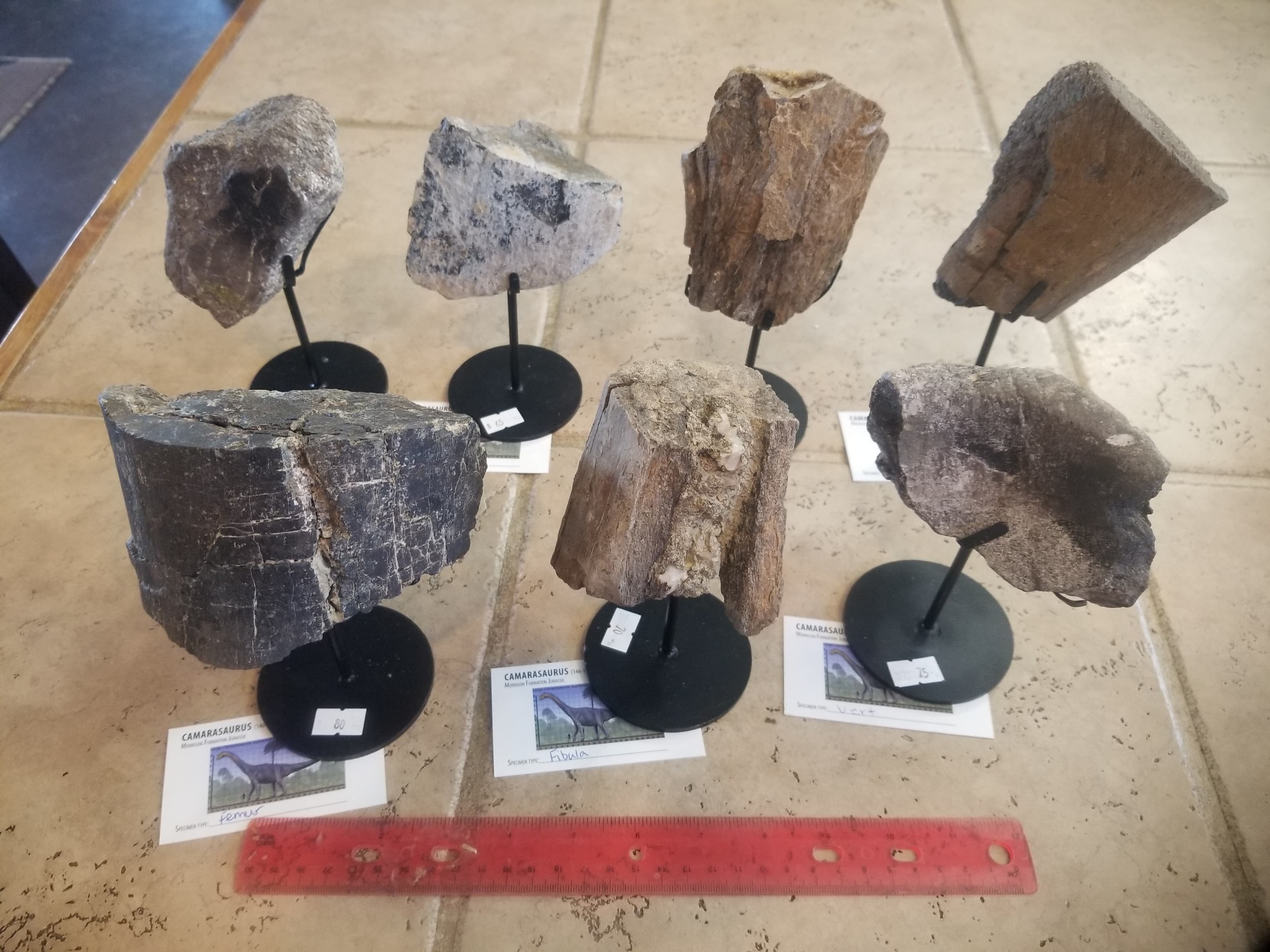 *Wholesale -Nice Camarasaurus 7 piece Lot Fossil Dinosaur Specimen Jurassic Morrison Form Display