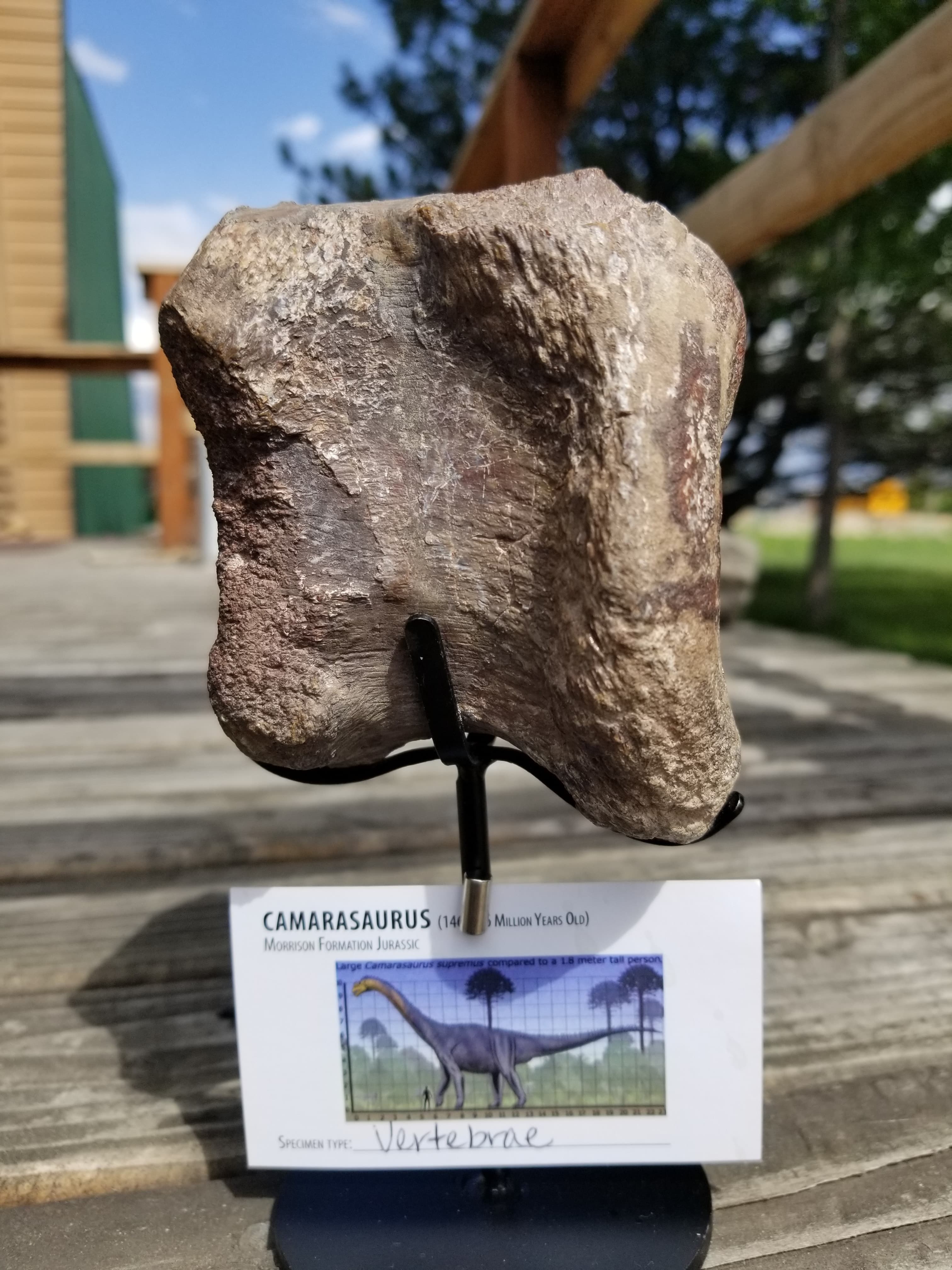 Camarasaurus Caudal Vertebra Fossil Dinosaur Specimen Jurassic Morrison Form Display
