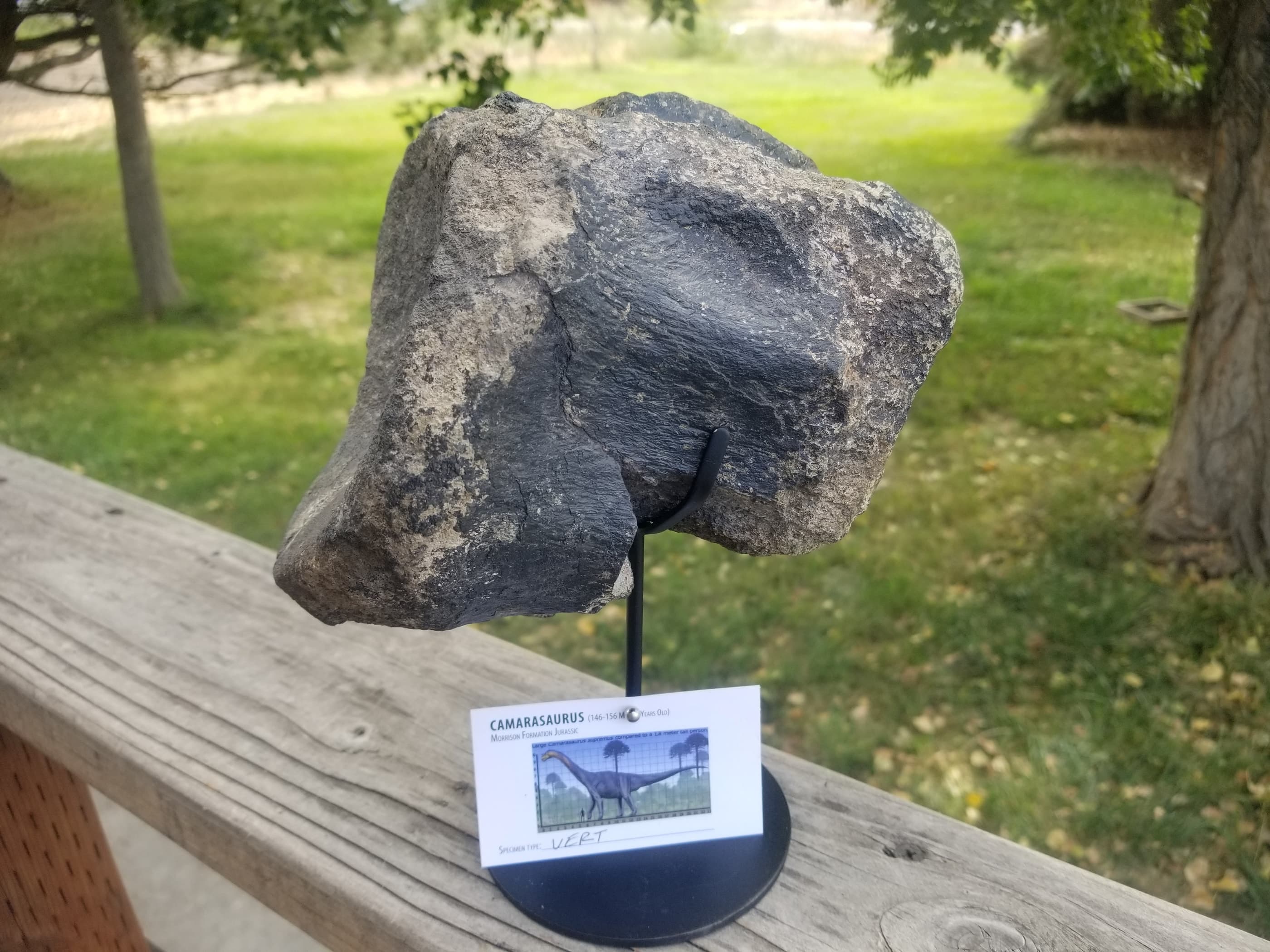 Camarasaurus Vertebra Fossil Dinosaur Specimen Jurassic Morrison Formation