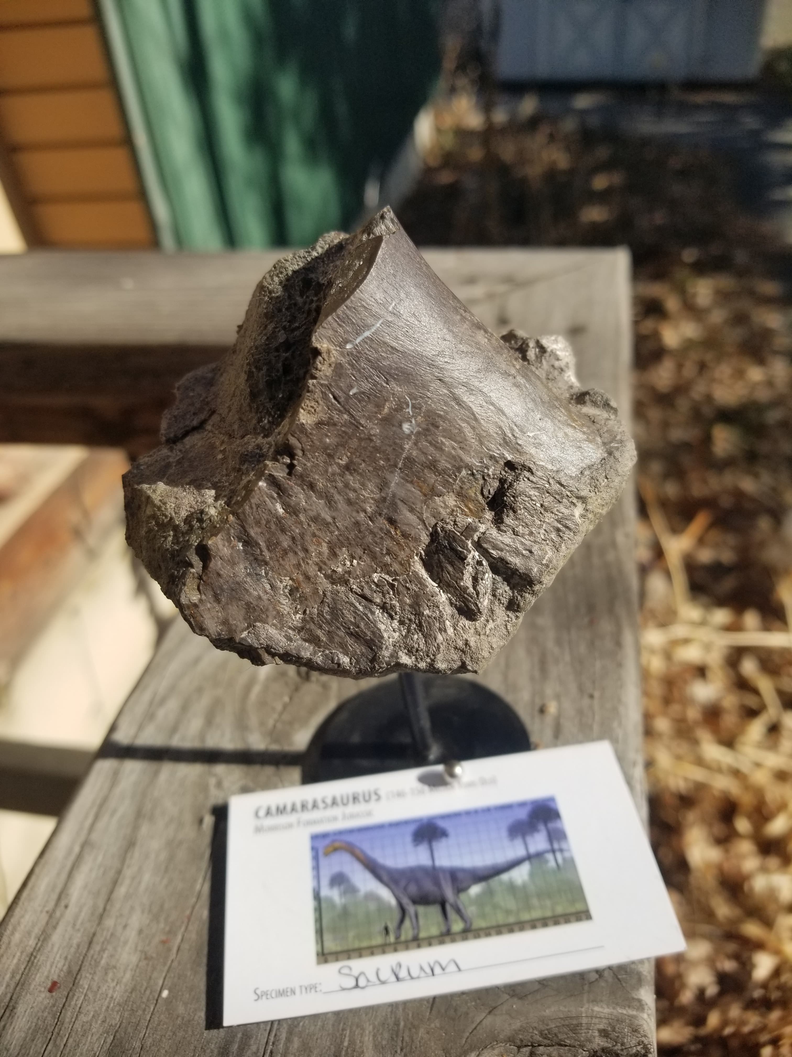 Camarasaurus Sacrum Section Fossil Dinosaur Specimen Jurassic Morrison Form Display
