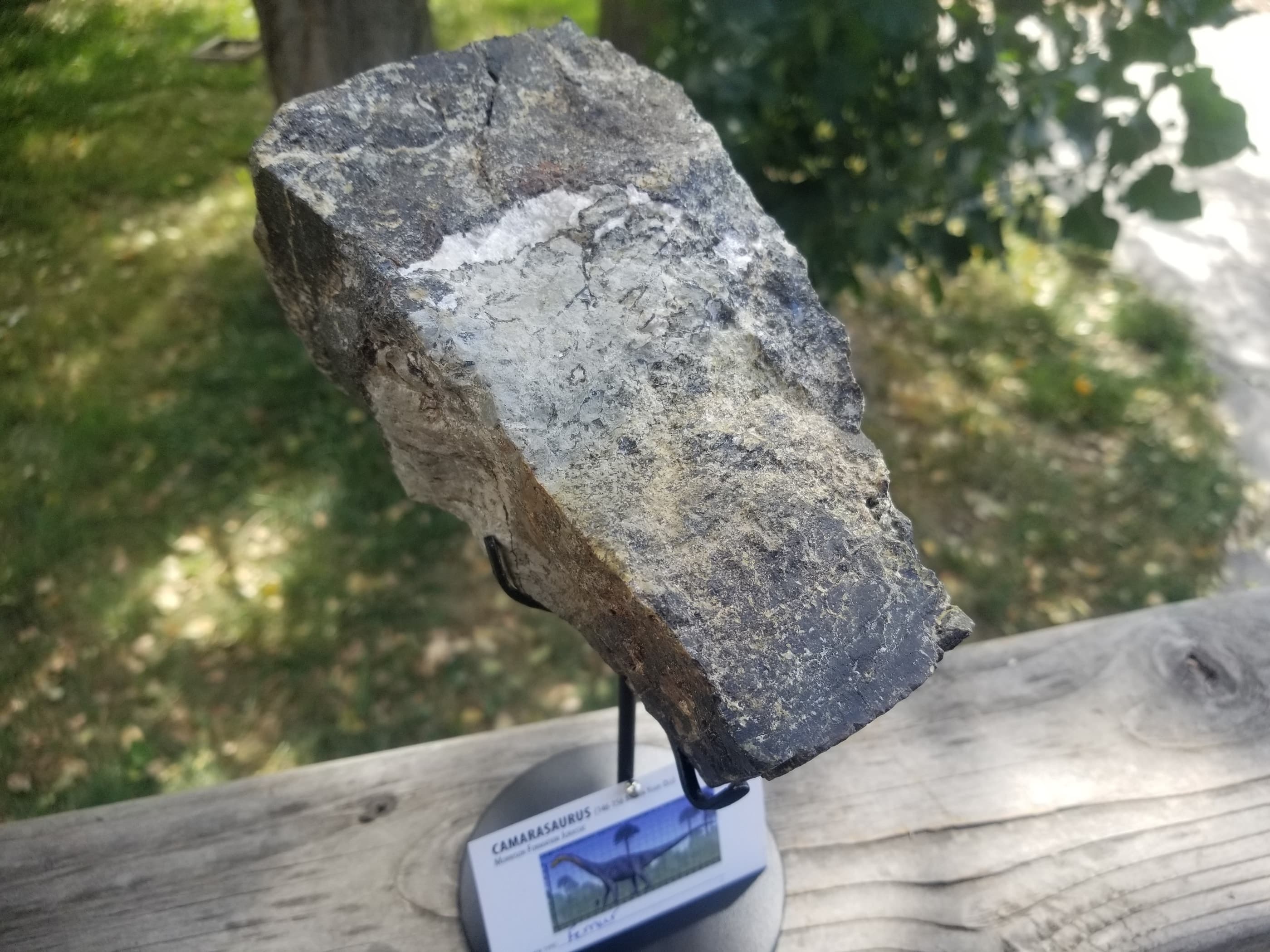 Camarasaurus Femur Section Fossil Dinosaur Specimen Jurassic Morrison Form Display