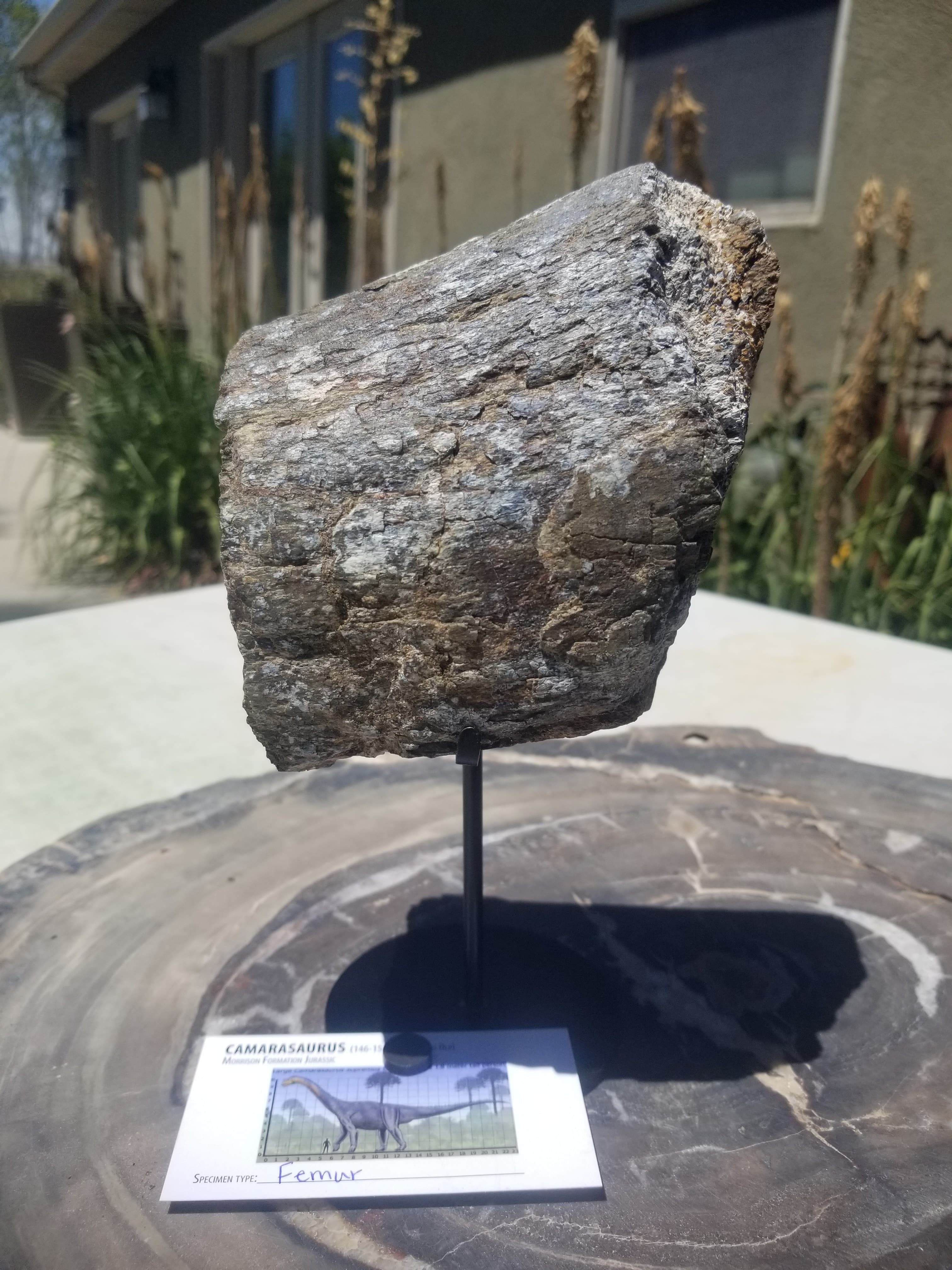 Camarasaurus Femur Section Partially Agatized Fossil Dinosaur Specimen Jurassic Morrison Form Display