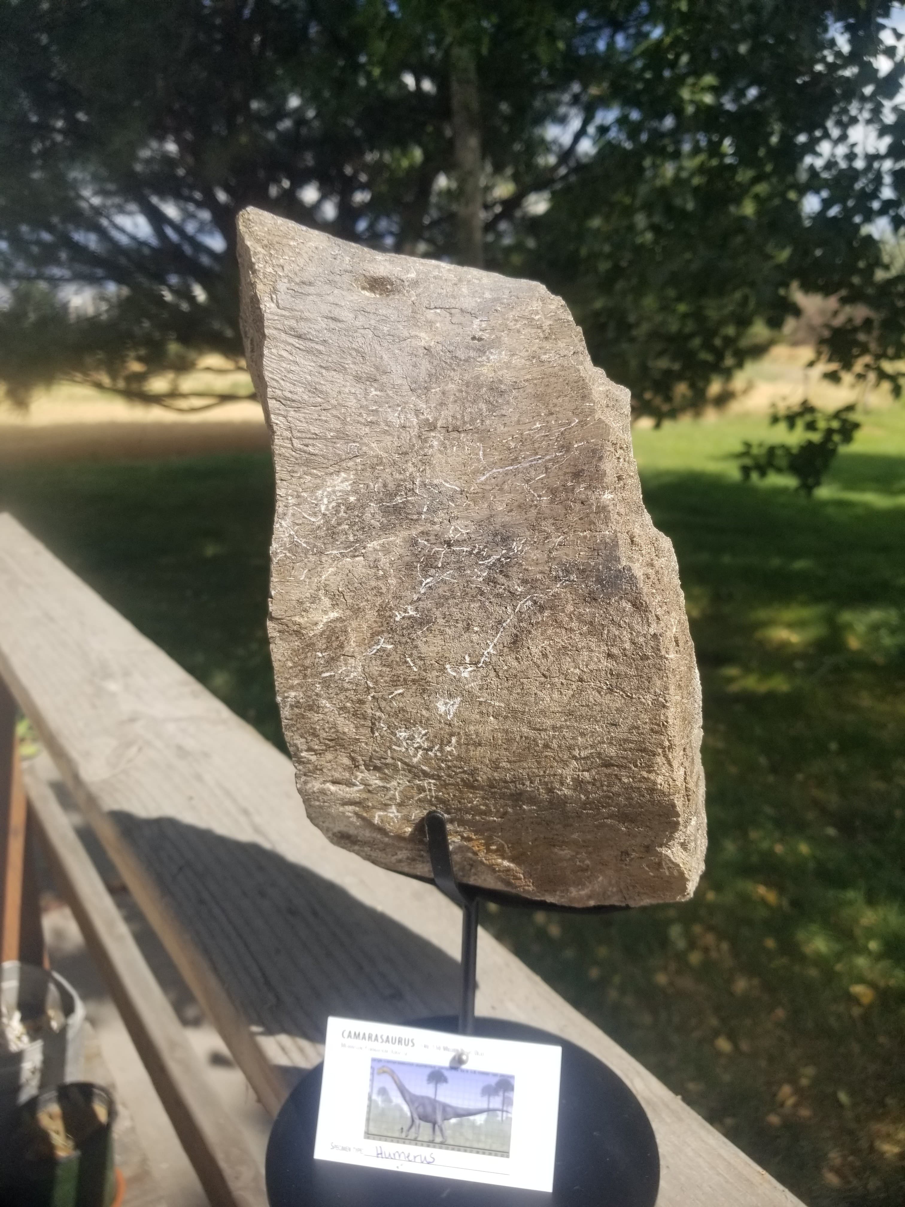 Camarasaurus Humerus Section Fossil Dinosaur Specimen Jurassic Morrison Form Display