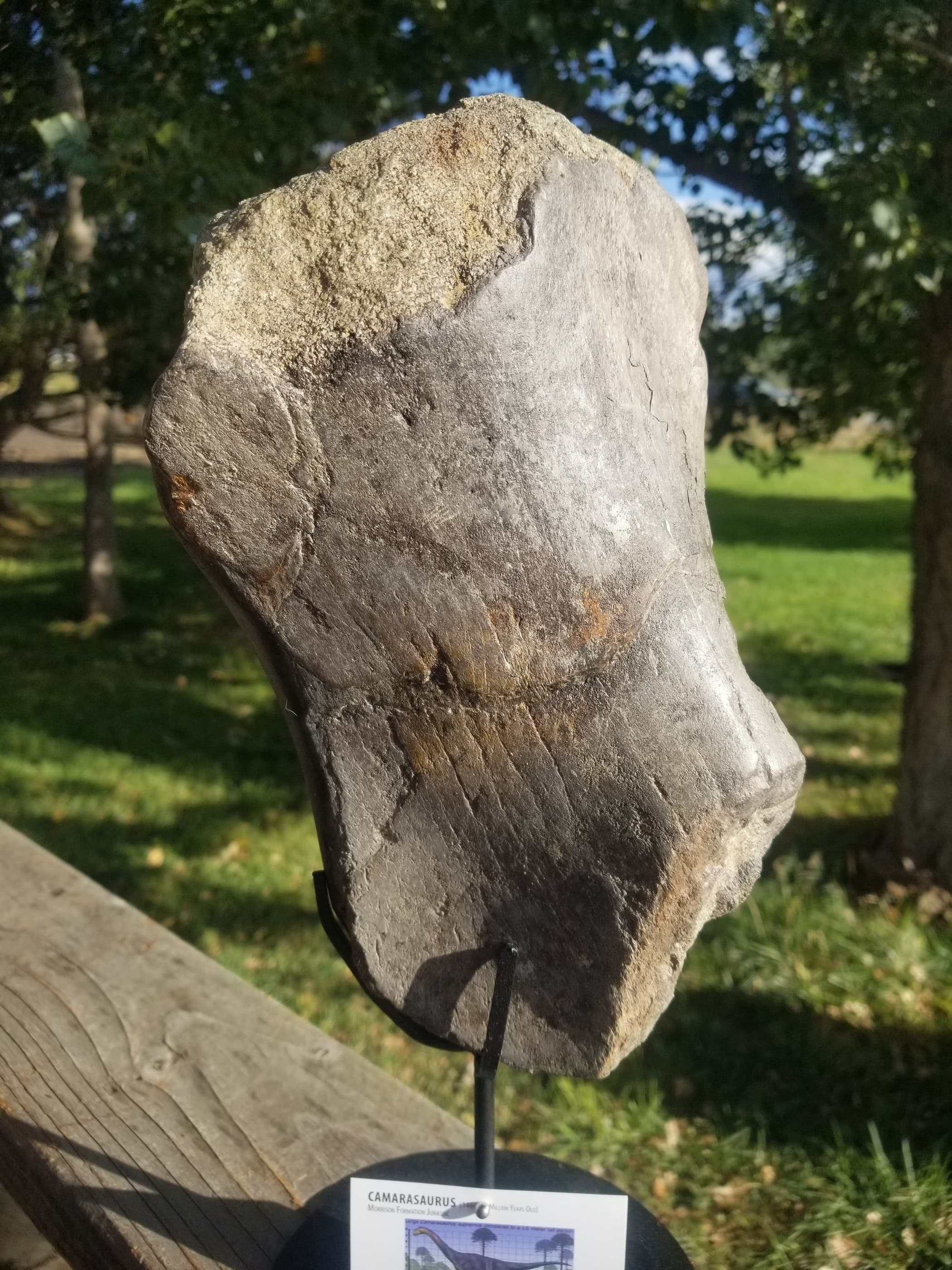Camarasaurus Sacrum Section Fossil Dinosaur Specimen Jurassic Morrison Form Display
