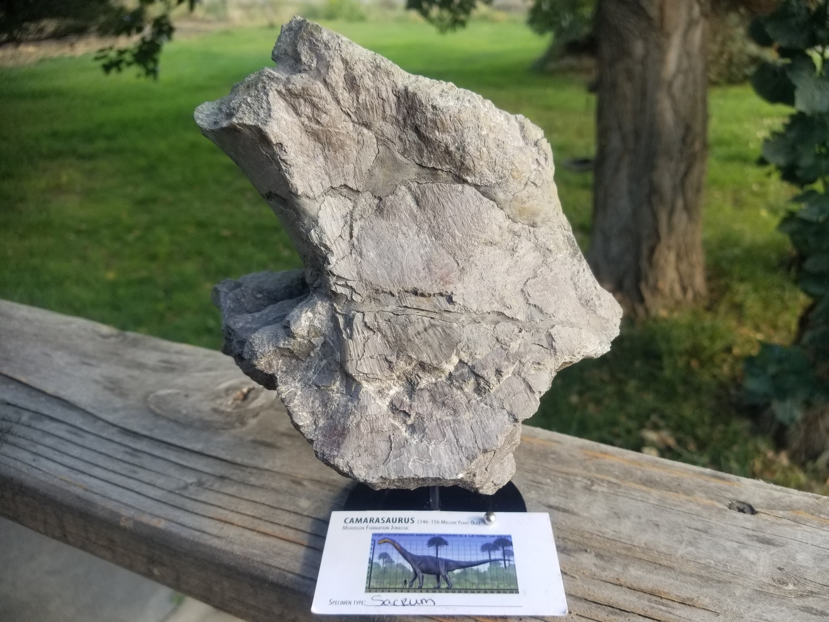 Camarasaurus Sacrum Section Fossil Dinosaur Specimen Jurassic Morrison Form Display