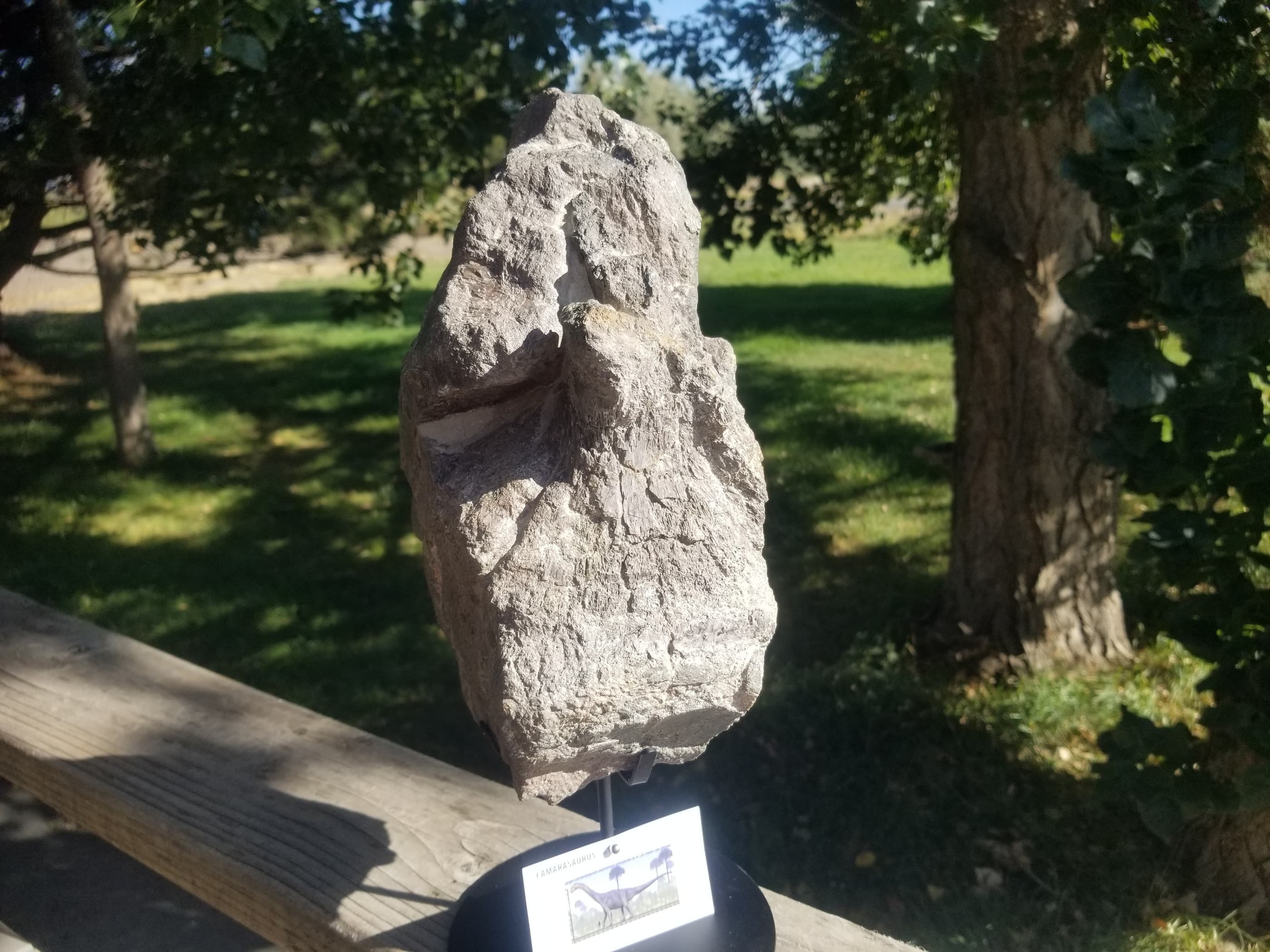 Camarasaurus Sacrum Section Fossil Dinosaur Specimen Jurassic Morrison Form Display