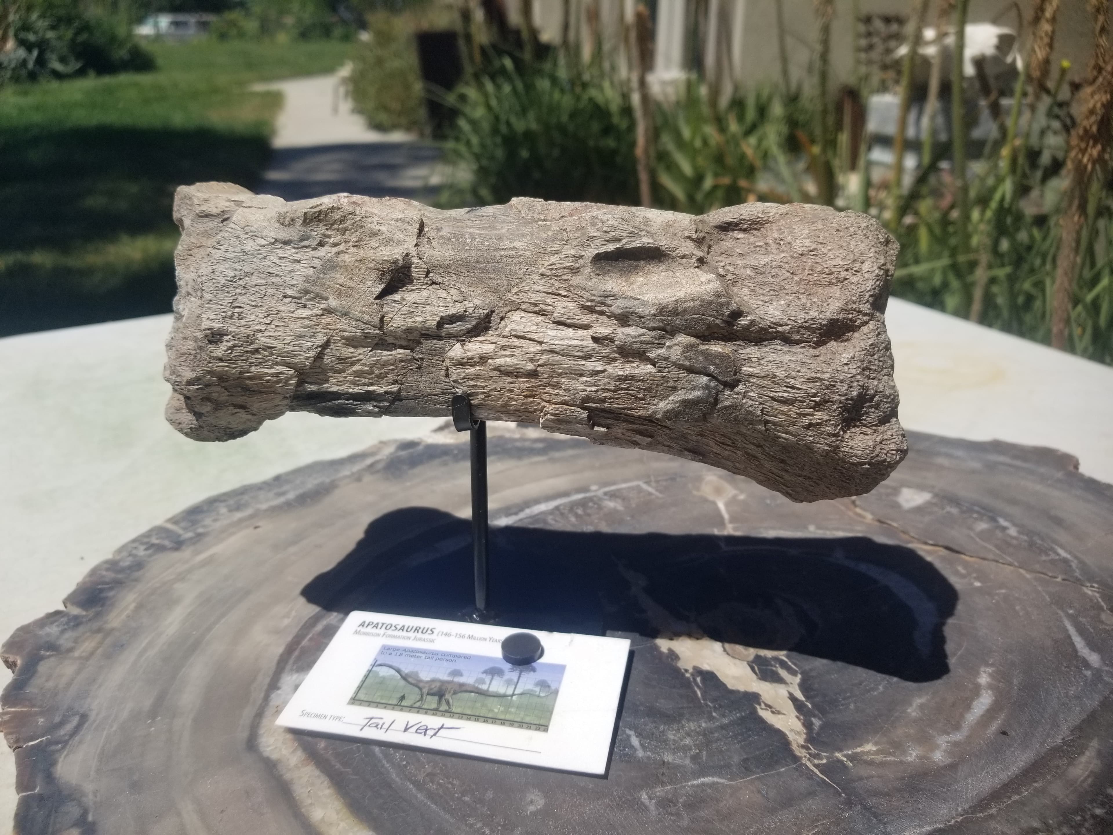 Nice Apatosaurus (The Deceptive Lizard) Tail Vert Fossil Dinosaur Specimen Jurassic Morrison Form Display