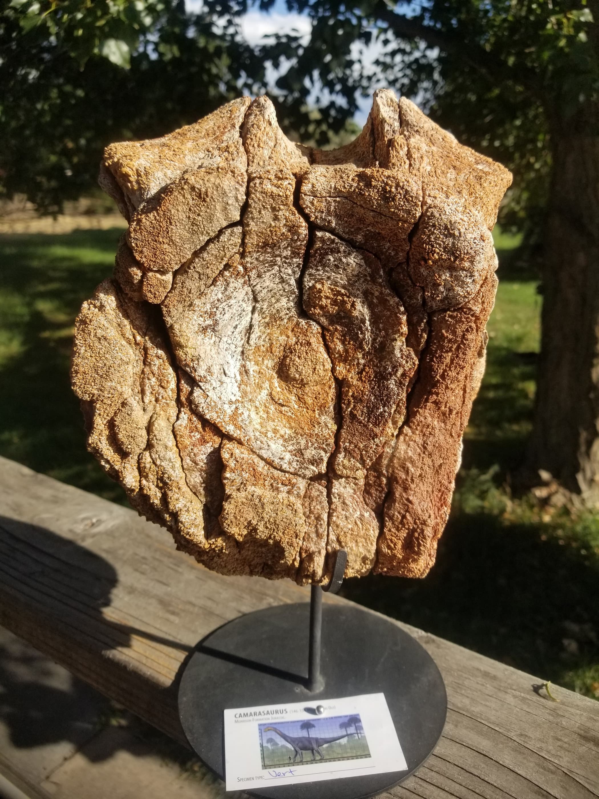Camarasaurus Caudal Vertebra Fossil Dinosaur Specimen Jurassic Morrison Form Display