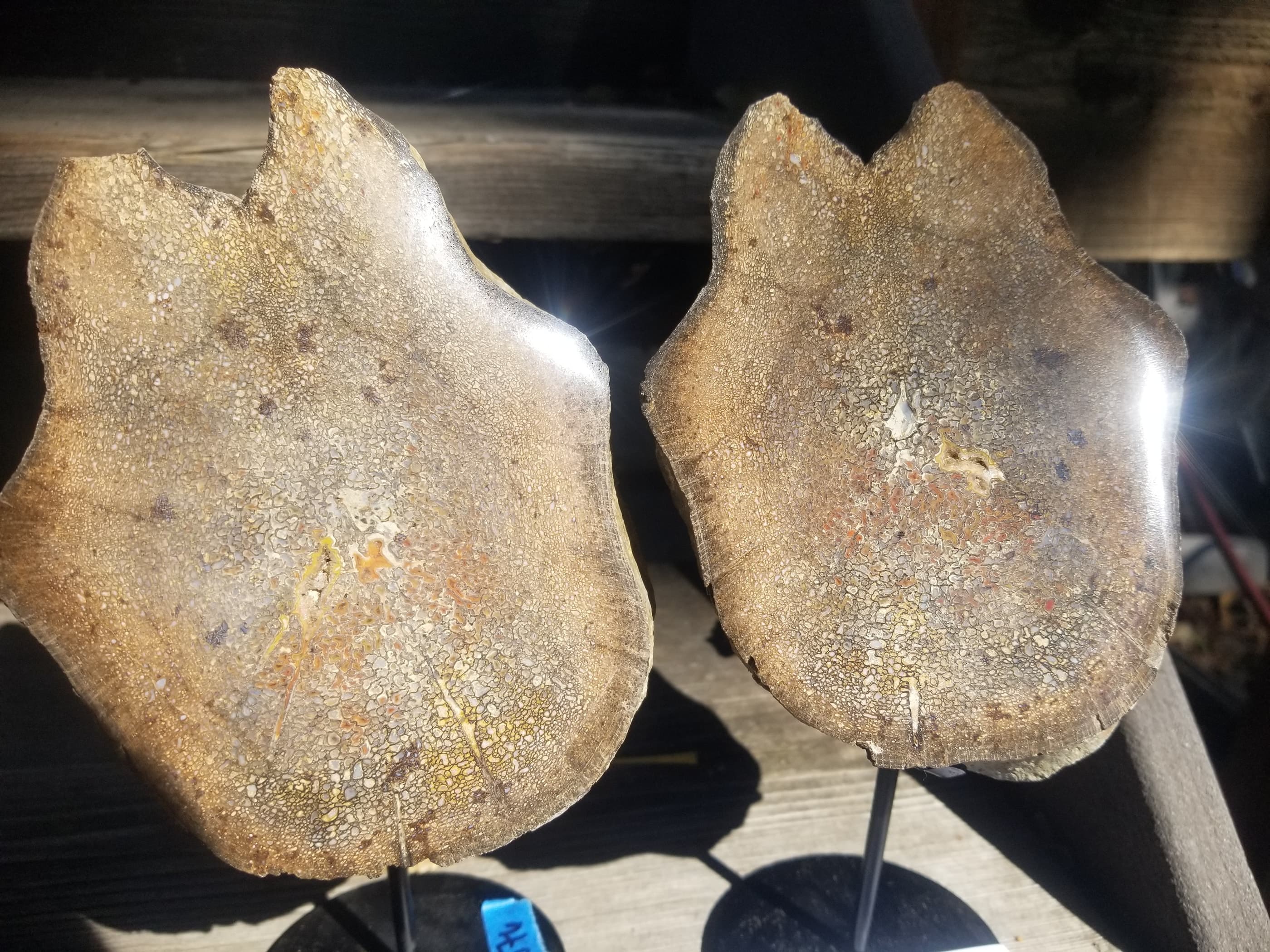 Camarasaurus Vertebra Agatized Halved Polished Pair Fossil Dinosaur Specimen Jurassic CO