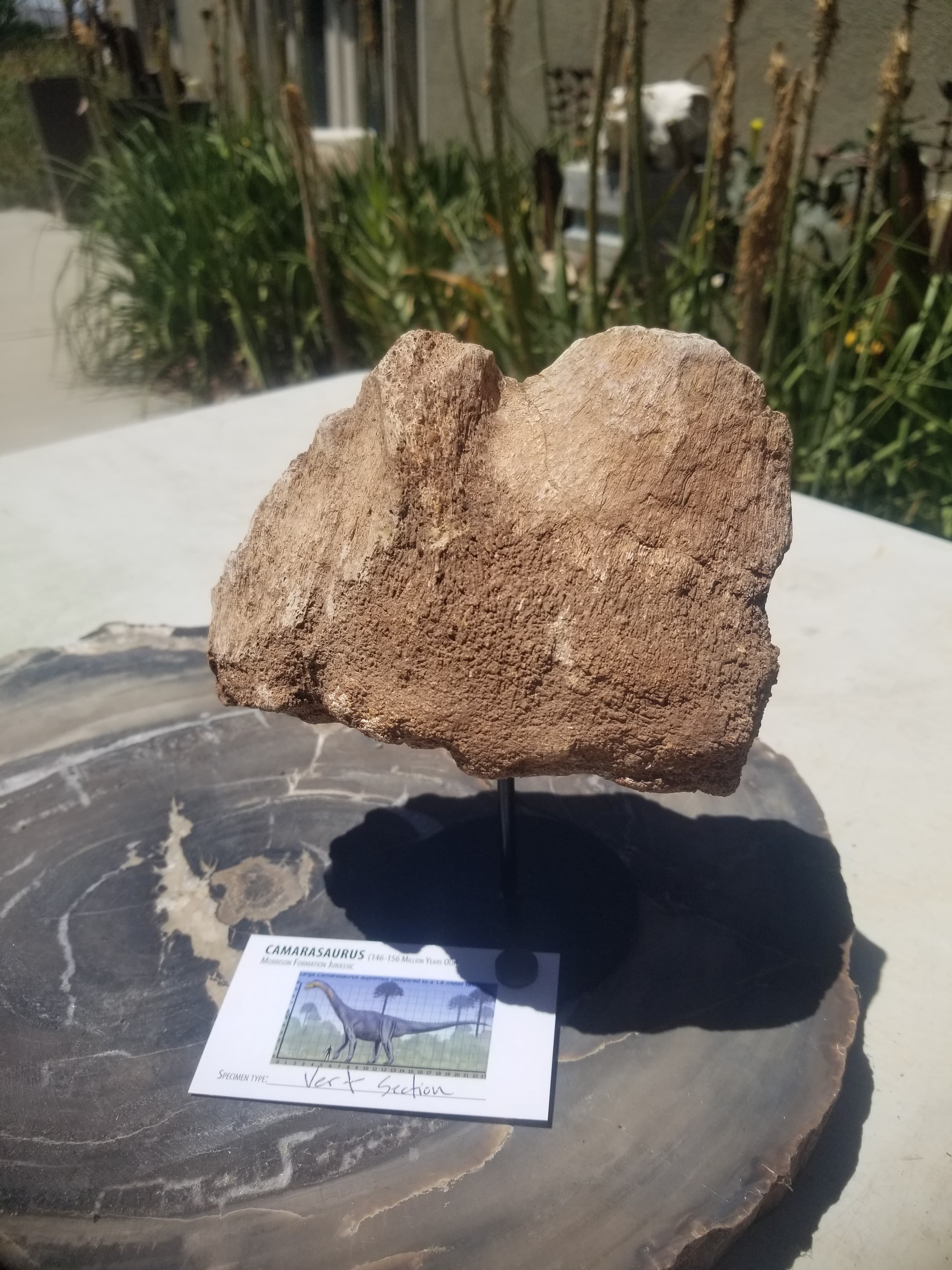 Camarasaurus Vertebrae Section Fossil Dinosaur Specimen Jurassic Morrison Form Display