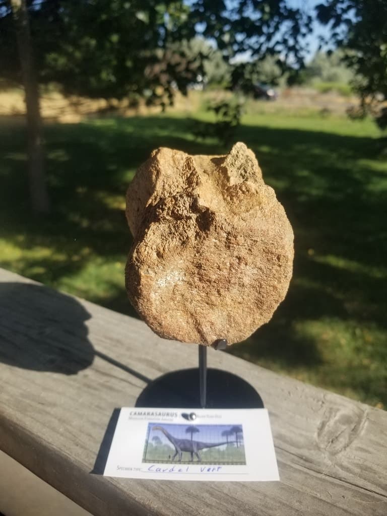 Camarasaurus Caudal Vertebra Fossil Dinosaur Specimen Jurassic Morrison Form Display