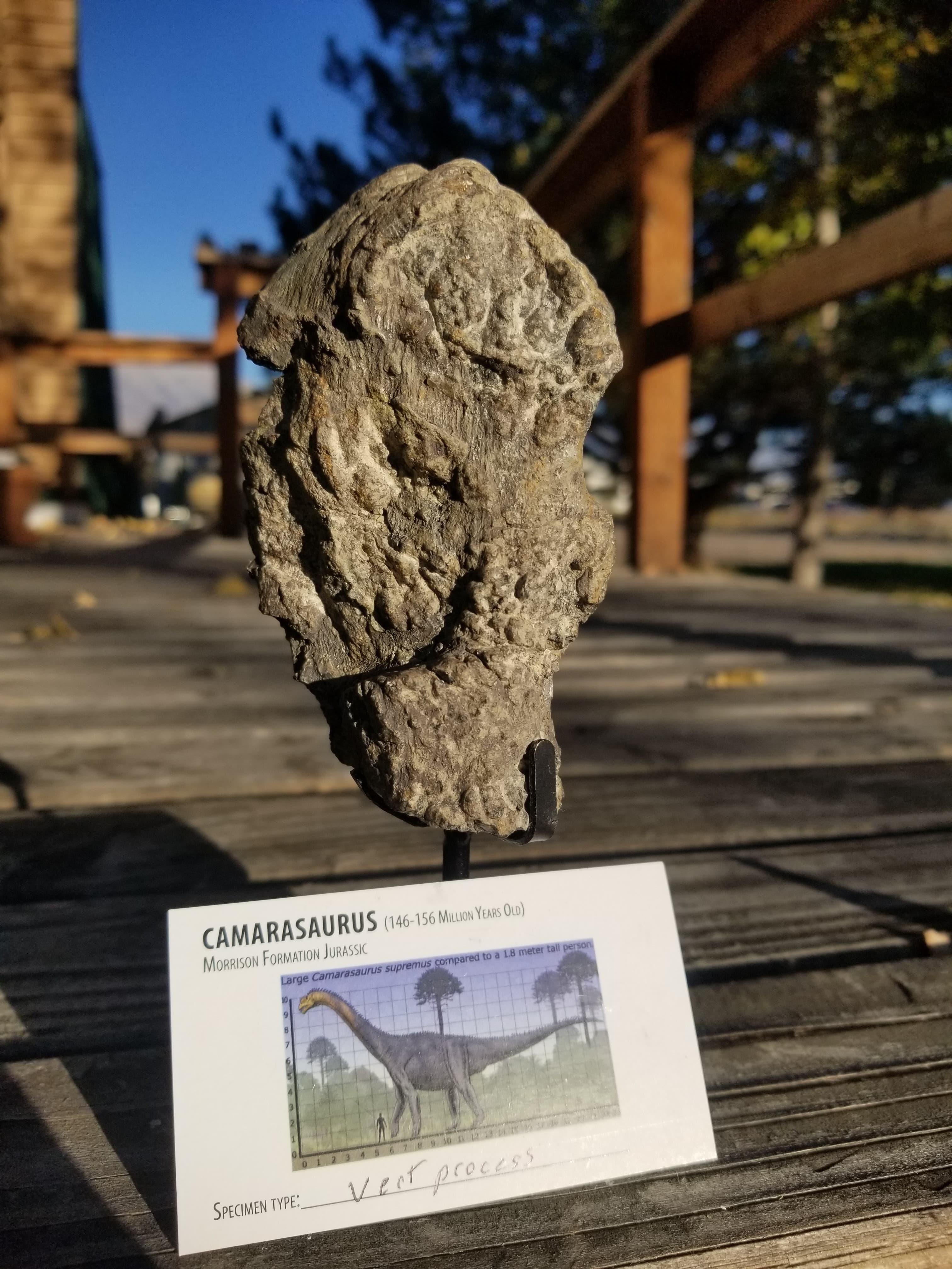 Camarasaurus Vertebrae Process Fossil Dinosaur Specimen Jurassic Morrison Form Display