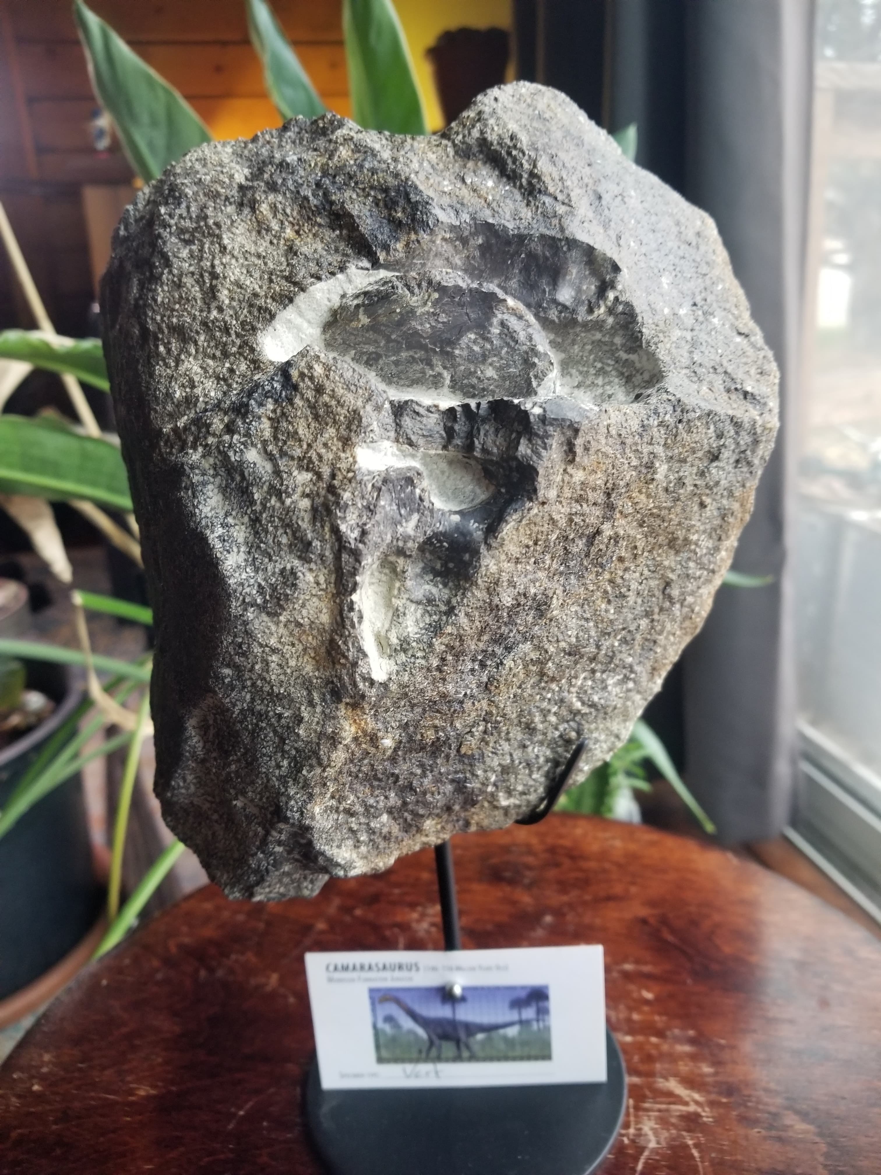 Camarasaurus Cervical Vertebrae Section Fossil Dinosaur Specimen Jurassic Morrison Form Display