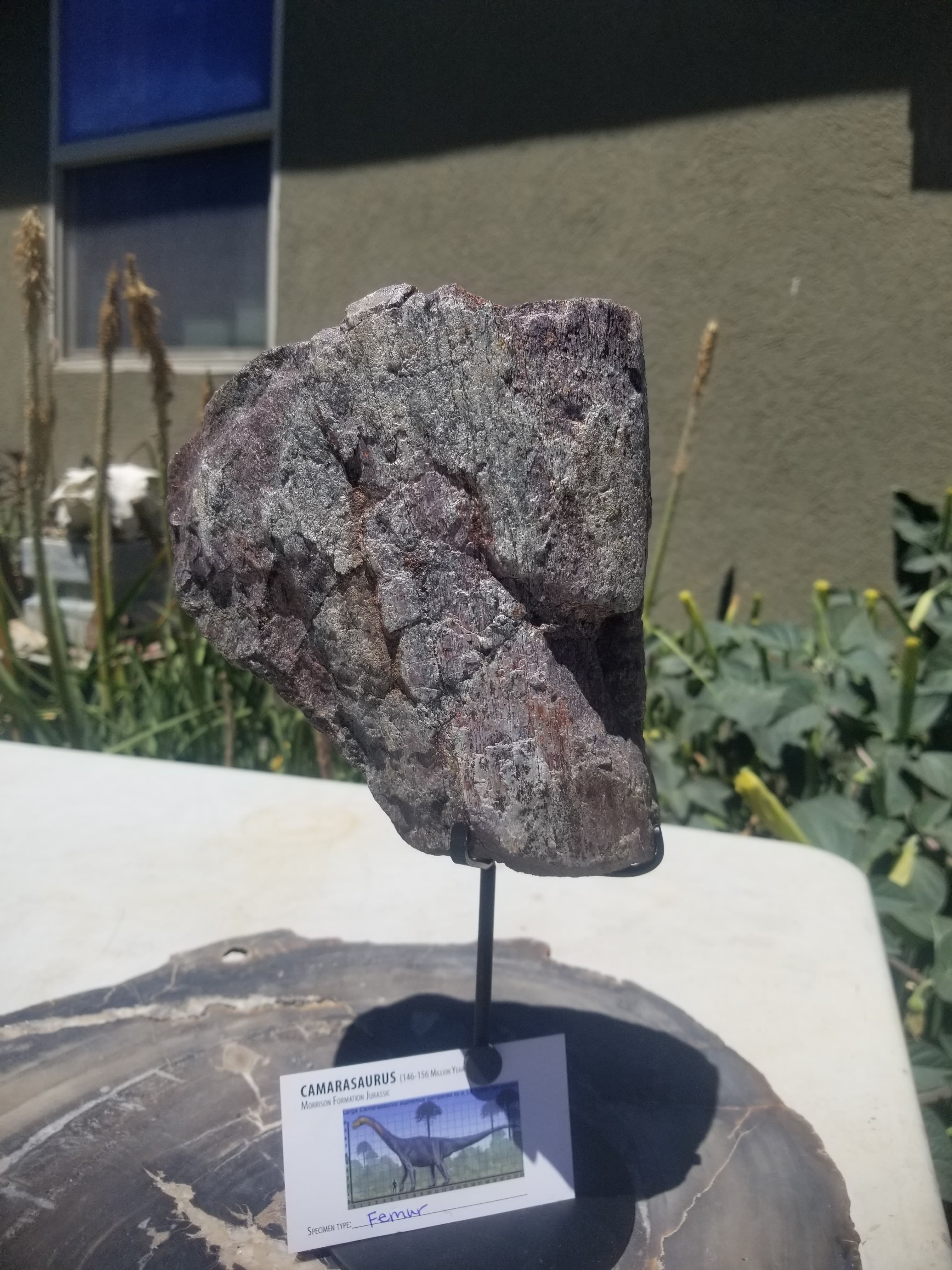 Camarasaurus Femur Section Fossil Dinosaur Specimen Jurassic Morrison Form Display