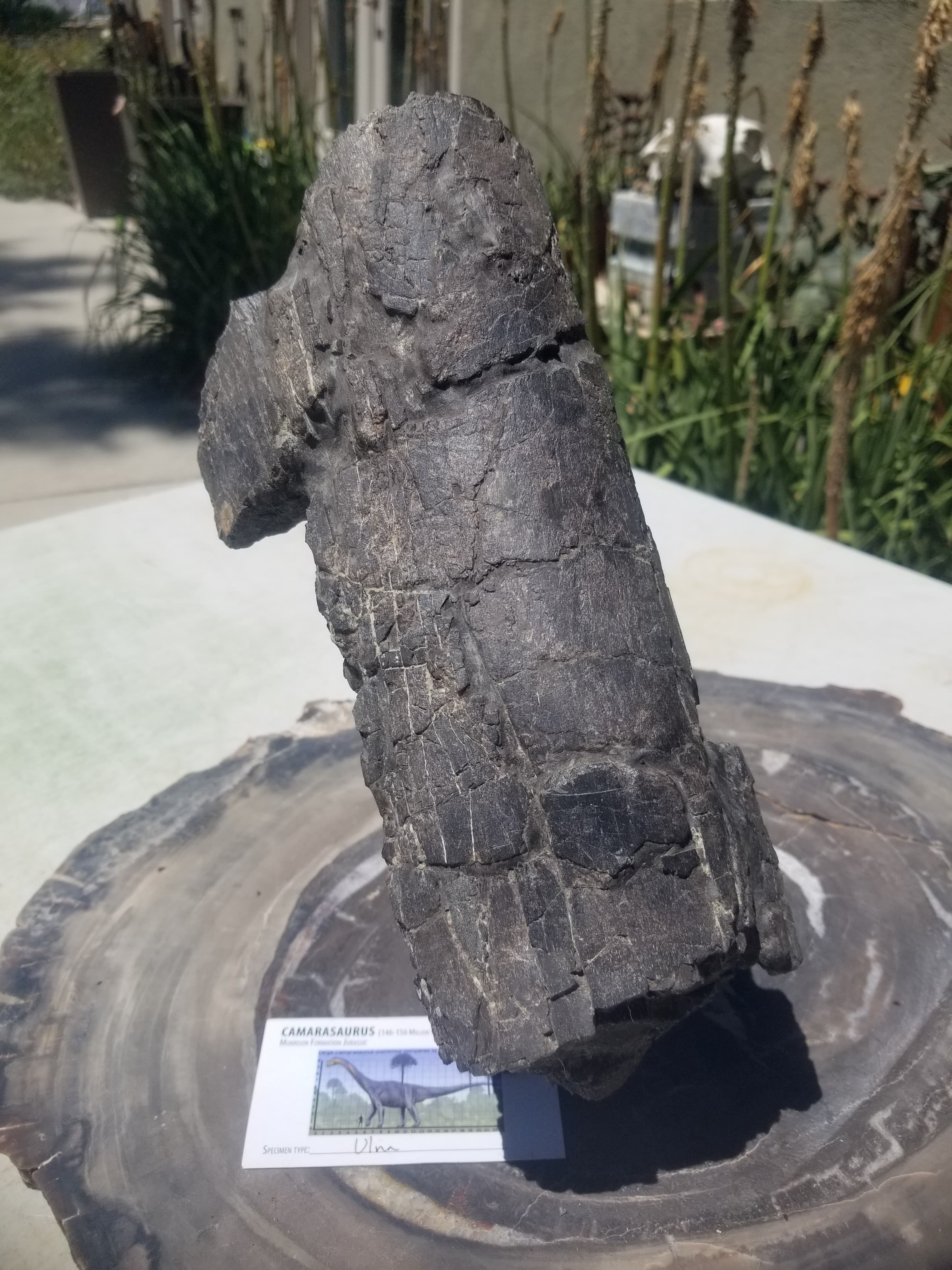 Camarasaurus Ulna Section Fossil Dinosaur Specimen Jurassic Morrison Form Display