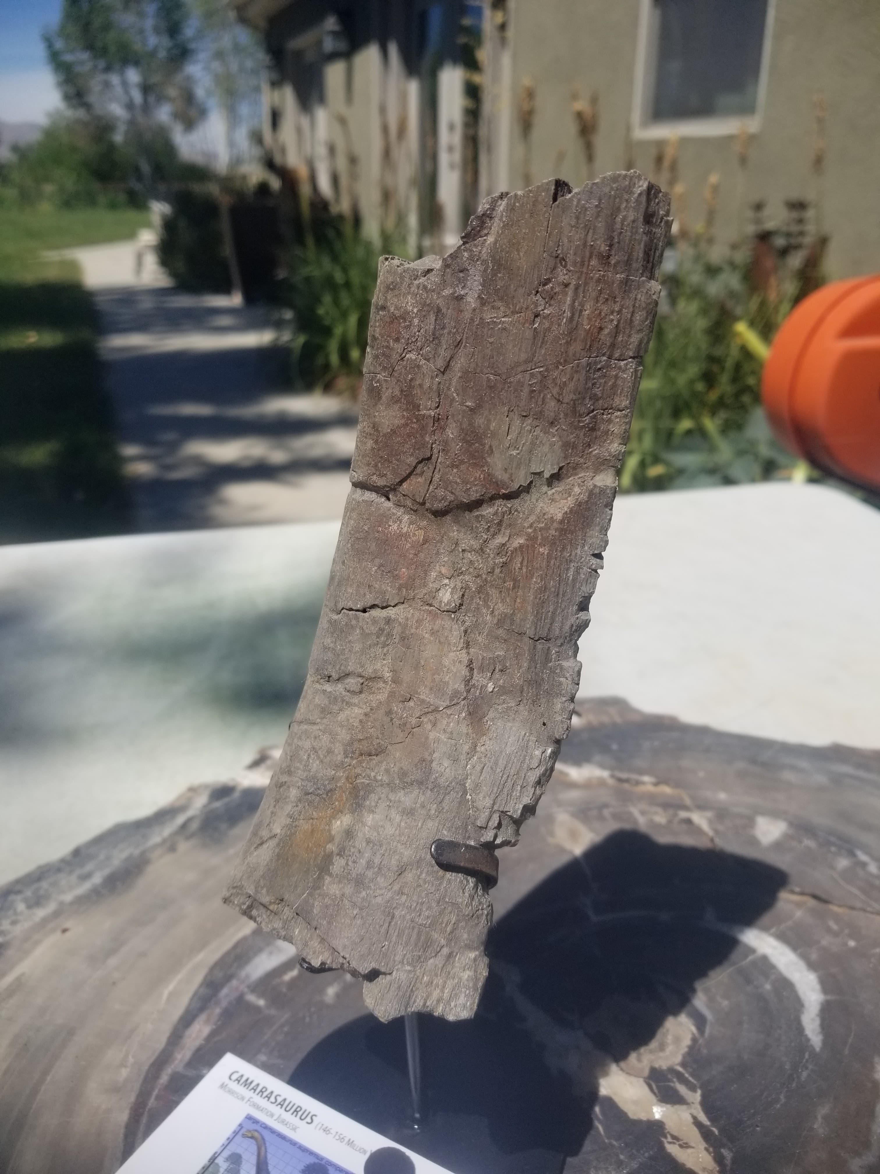 Nice Camarasaurus Rib Section Fossil Dinosaur Specimen Jurassic Morrison Form Display