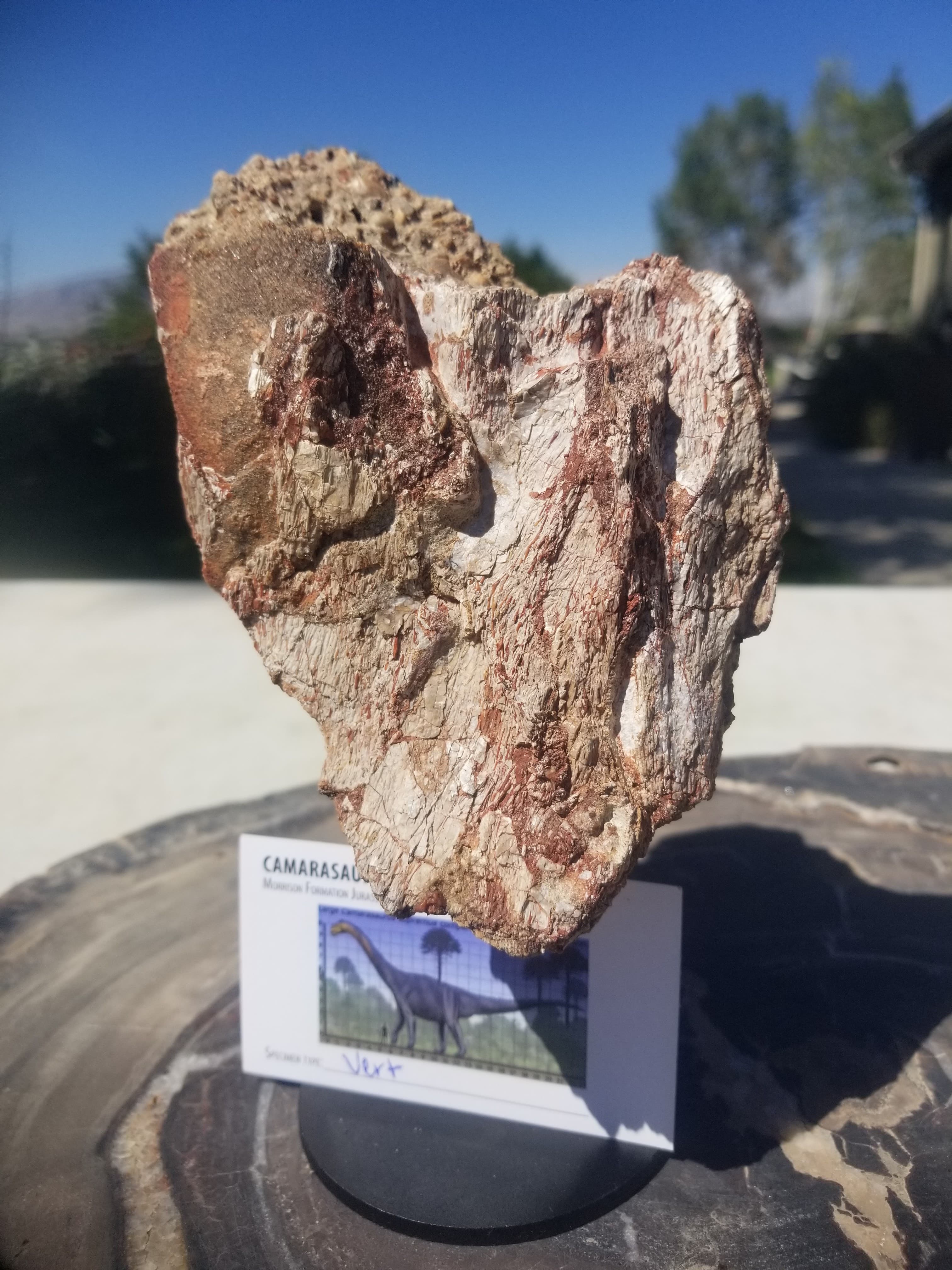 Camarasaurus Vertebrae Section Fossil Dinosaur Specimen Jurassic Morrison Form Display