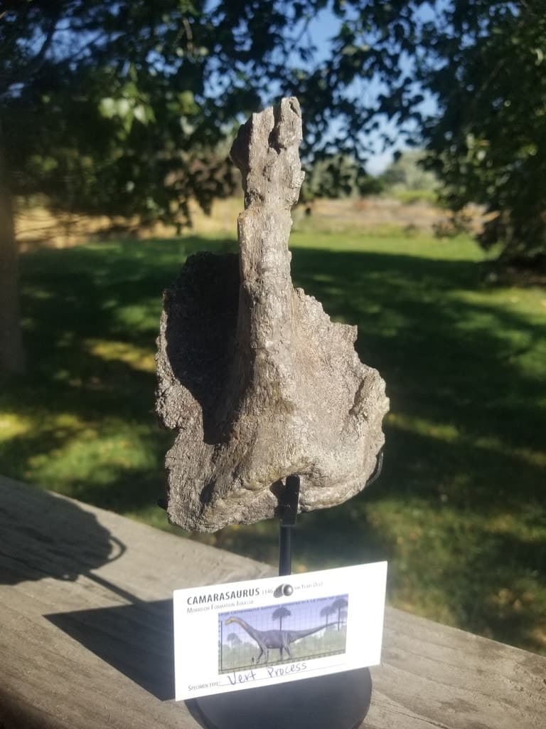 Camarasaurus Vertebrae Process Fossil Dinosaur Specimen Jurassic Morrison Form Display