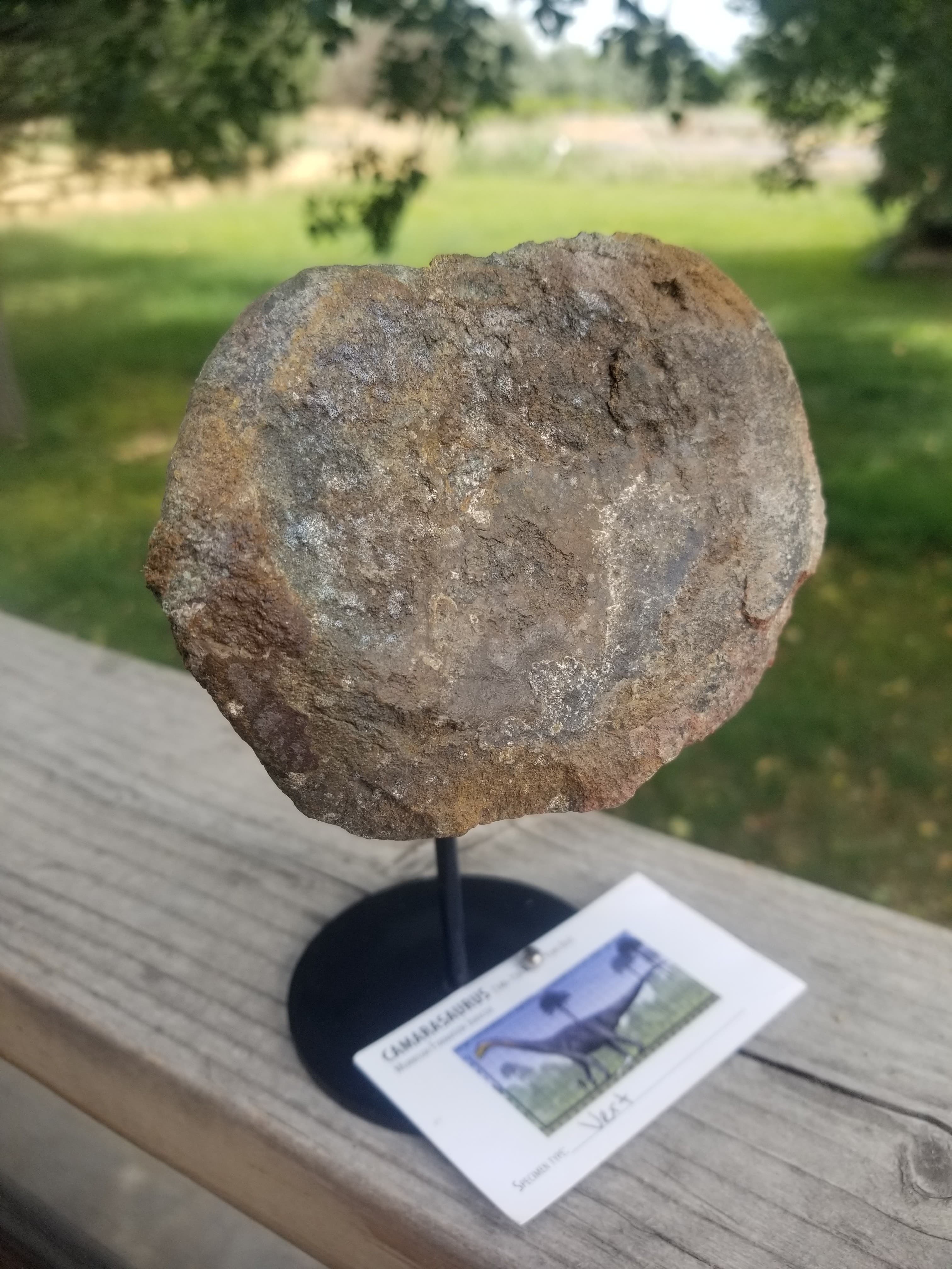 Camarasaurus Vertebrae Section Fossil Dinosaur Specimen Jurassic Morrison Form Display