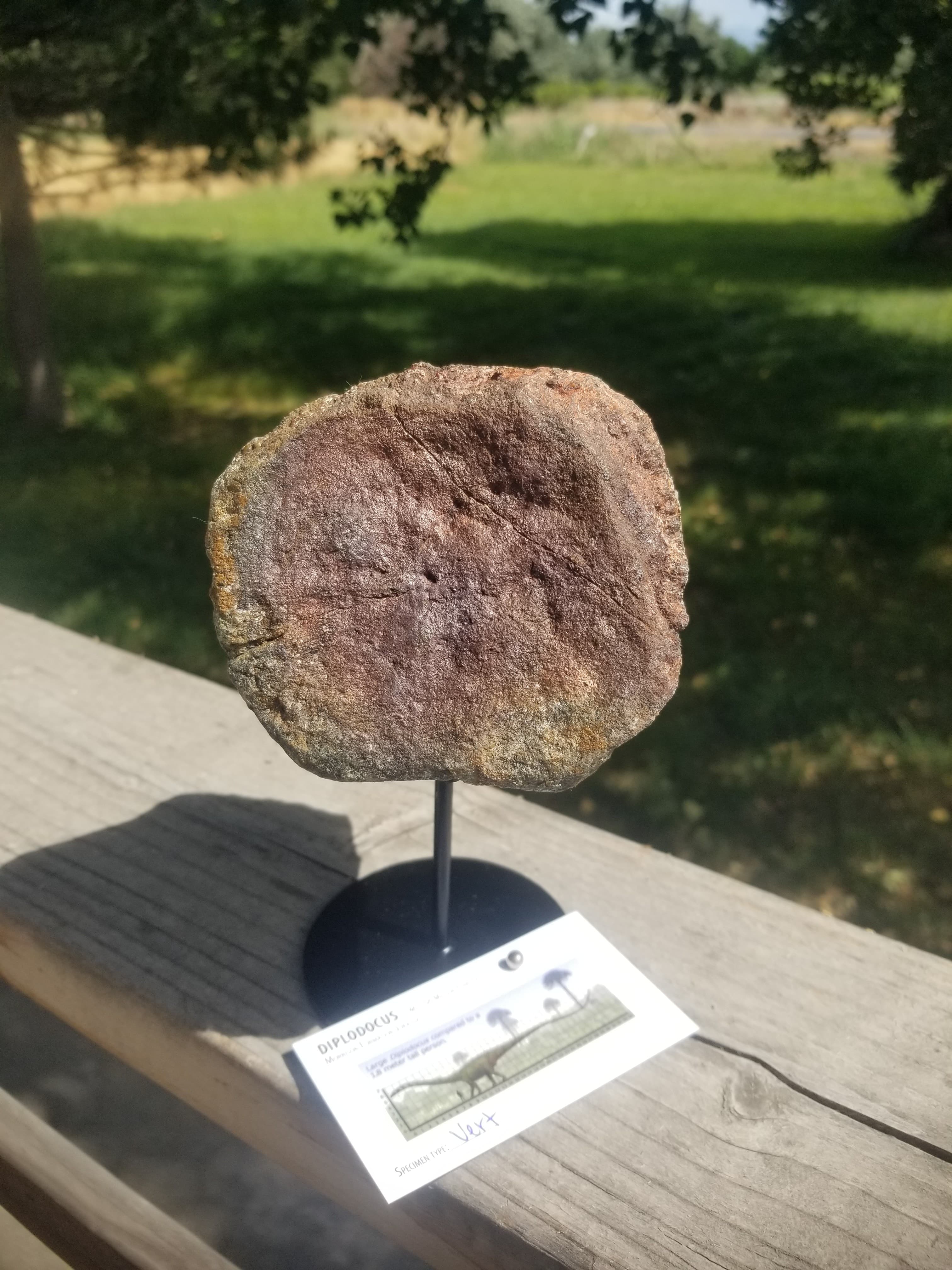 Diplodocus Vertebrae Section Fossil Dinosaur Specimen Jurassic Morrison Form Display