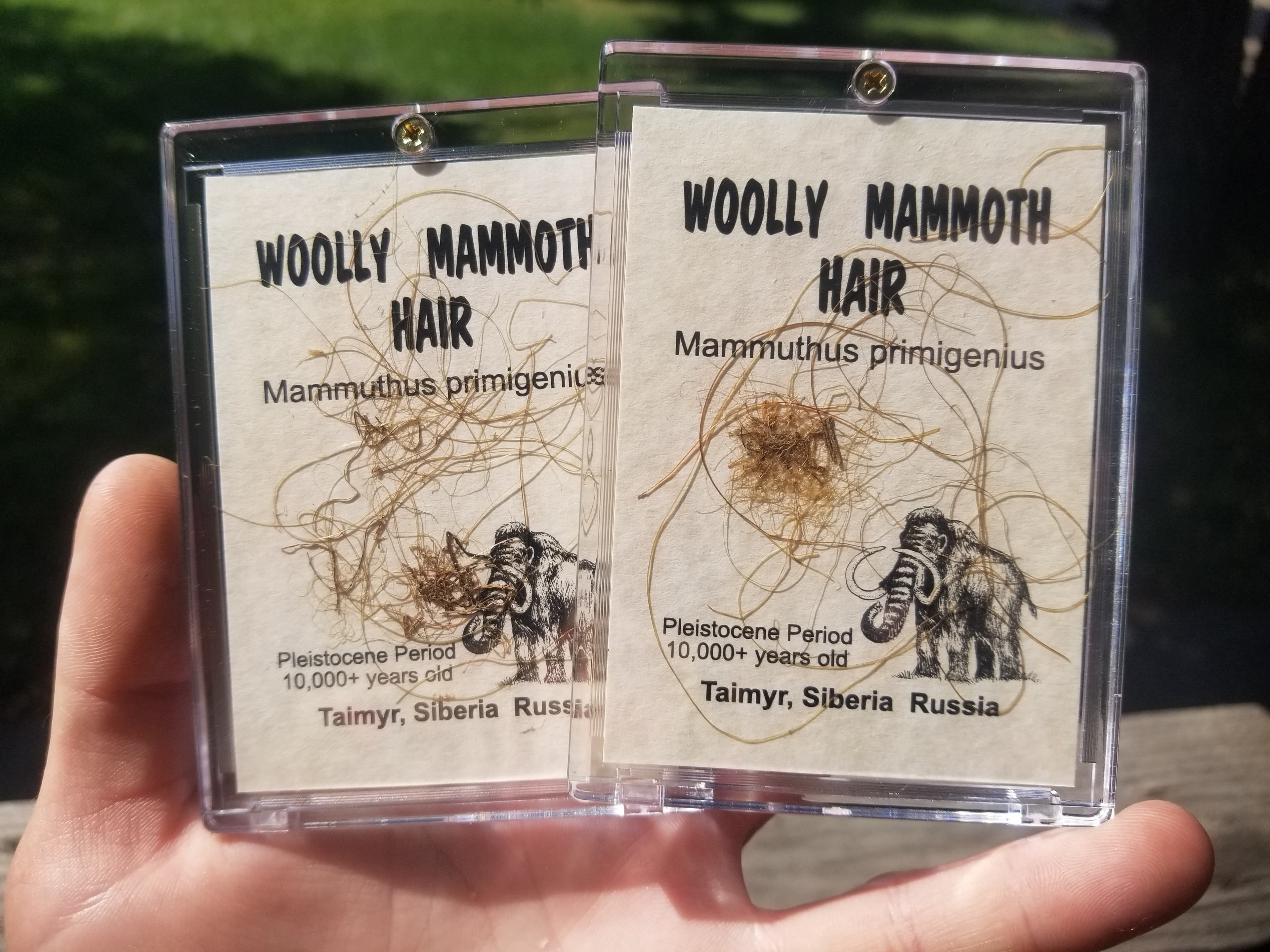 Collectible Genuine Mammoth Mamut Hair Specimen in Card/Case Pleistocene 4x3"