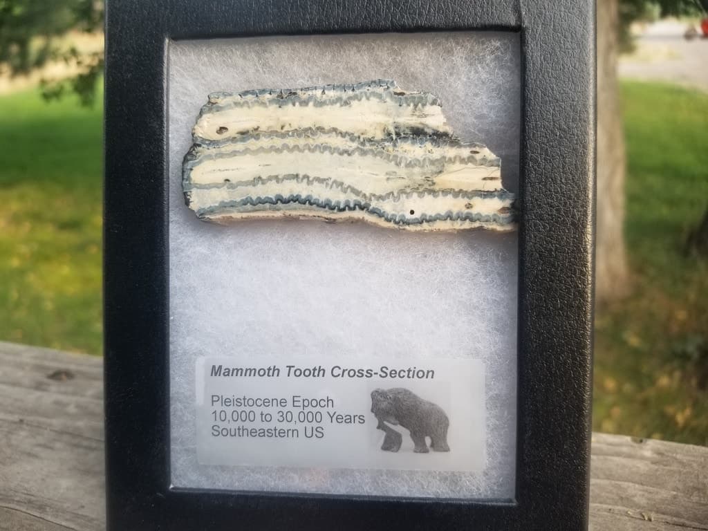 Collectible Genuine Mammoth Mamut Tooth Cross Section Fossil Specimen in Ryker Pleistocene