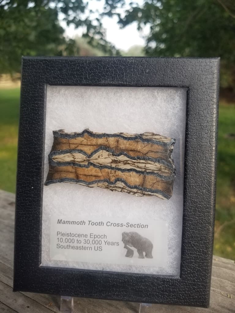 Collectible Genuine Mammoth Mamut Tooth Cross Section Fossil Specimen in Ryker Pleistocene