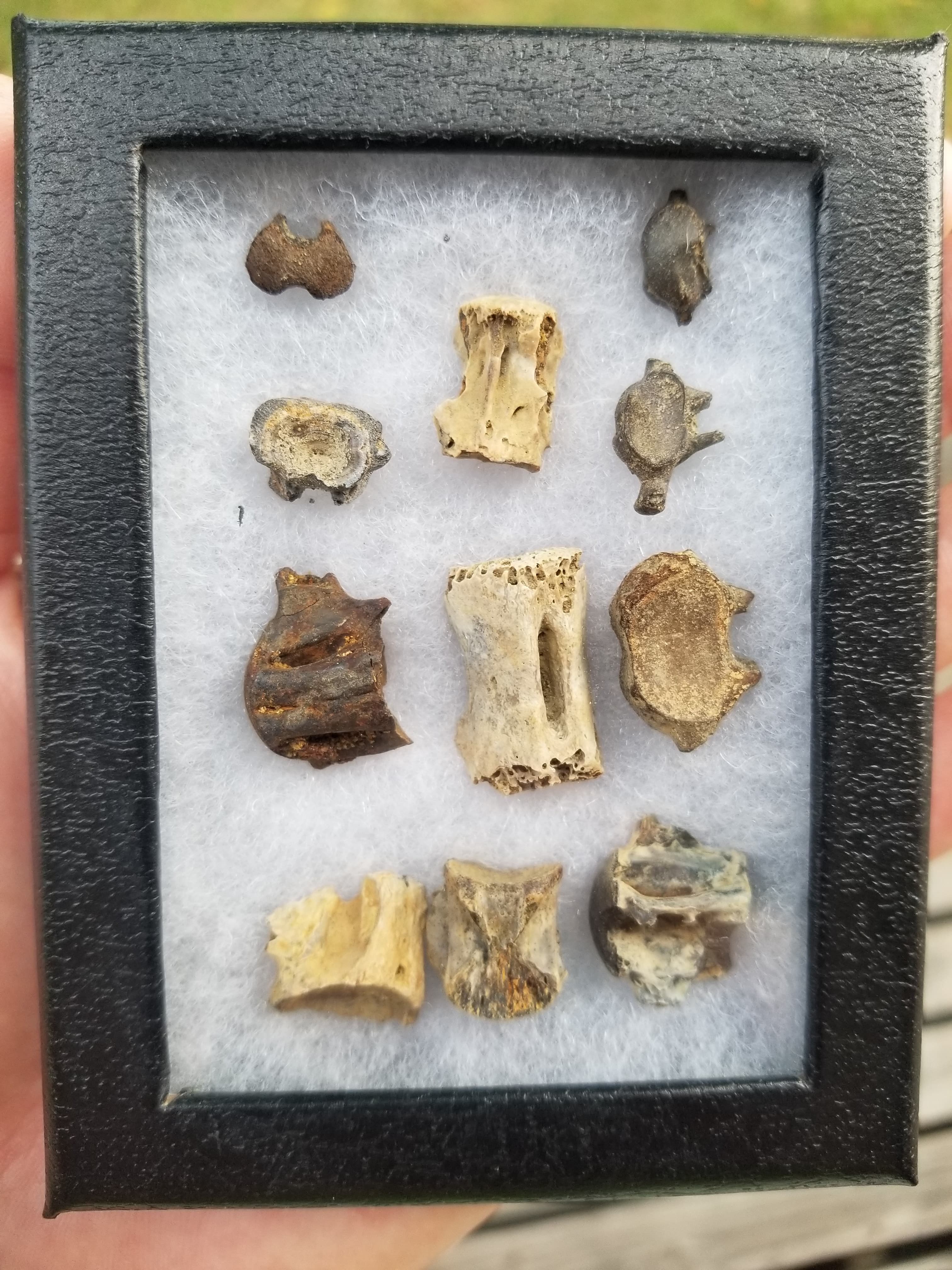 Cute Mini Vertebrea Fossil Specimen Lot Assortment Various Species Fish, Reptile, & Snake Micro Channel Fun Display