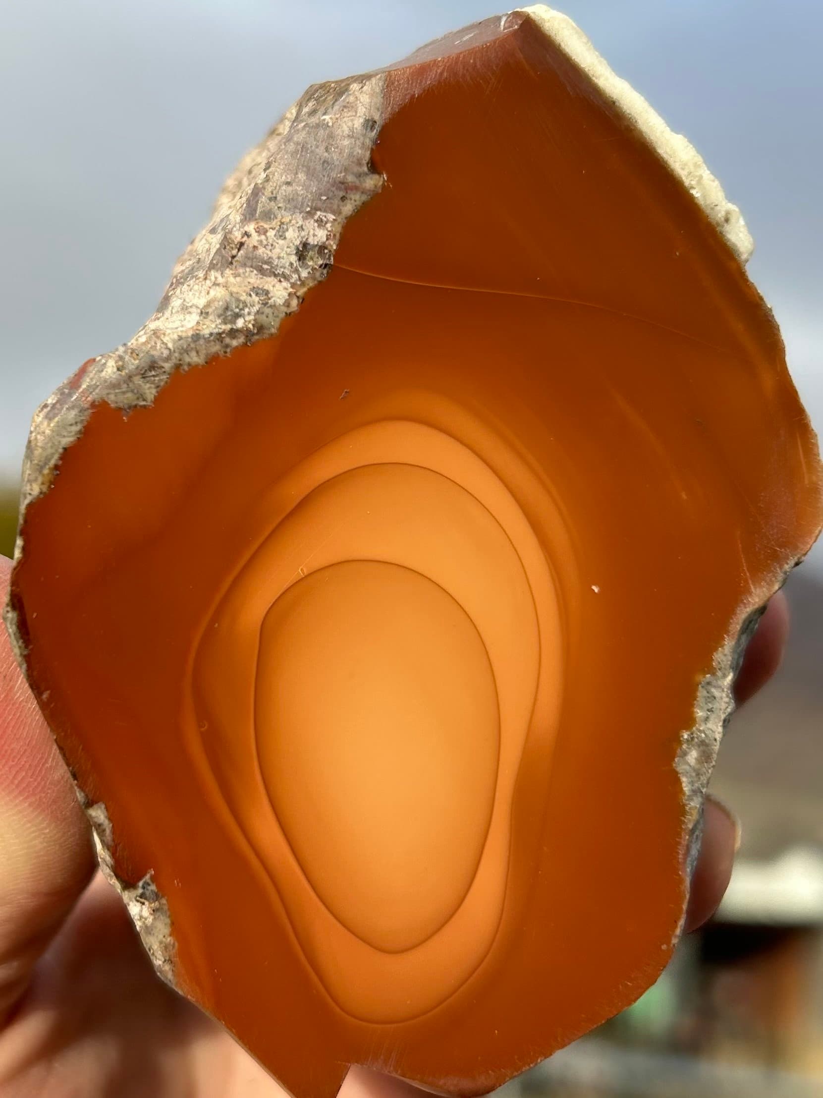 Beautiful Rare Face Polished Bruneau Jasper Nodule w/Orbs - Brown Bruneau River Canyon Jasper