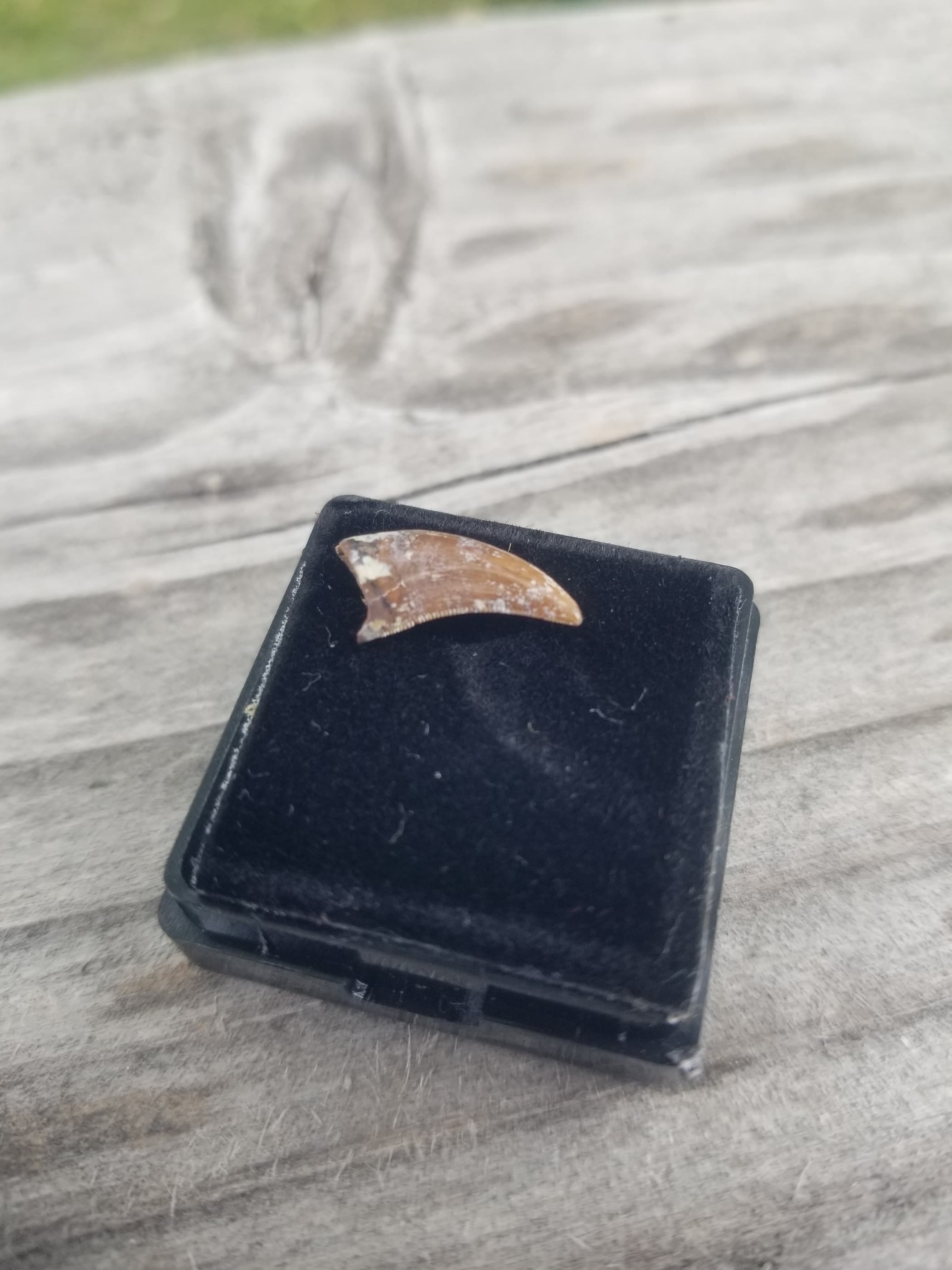 Dakotaraptor Dromaeosaurid Tooth Fossil Specimen Hell Creek MT