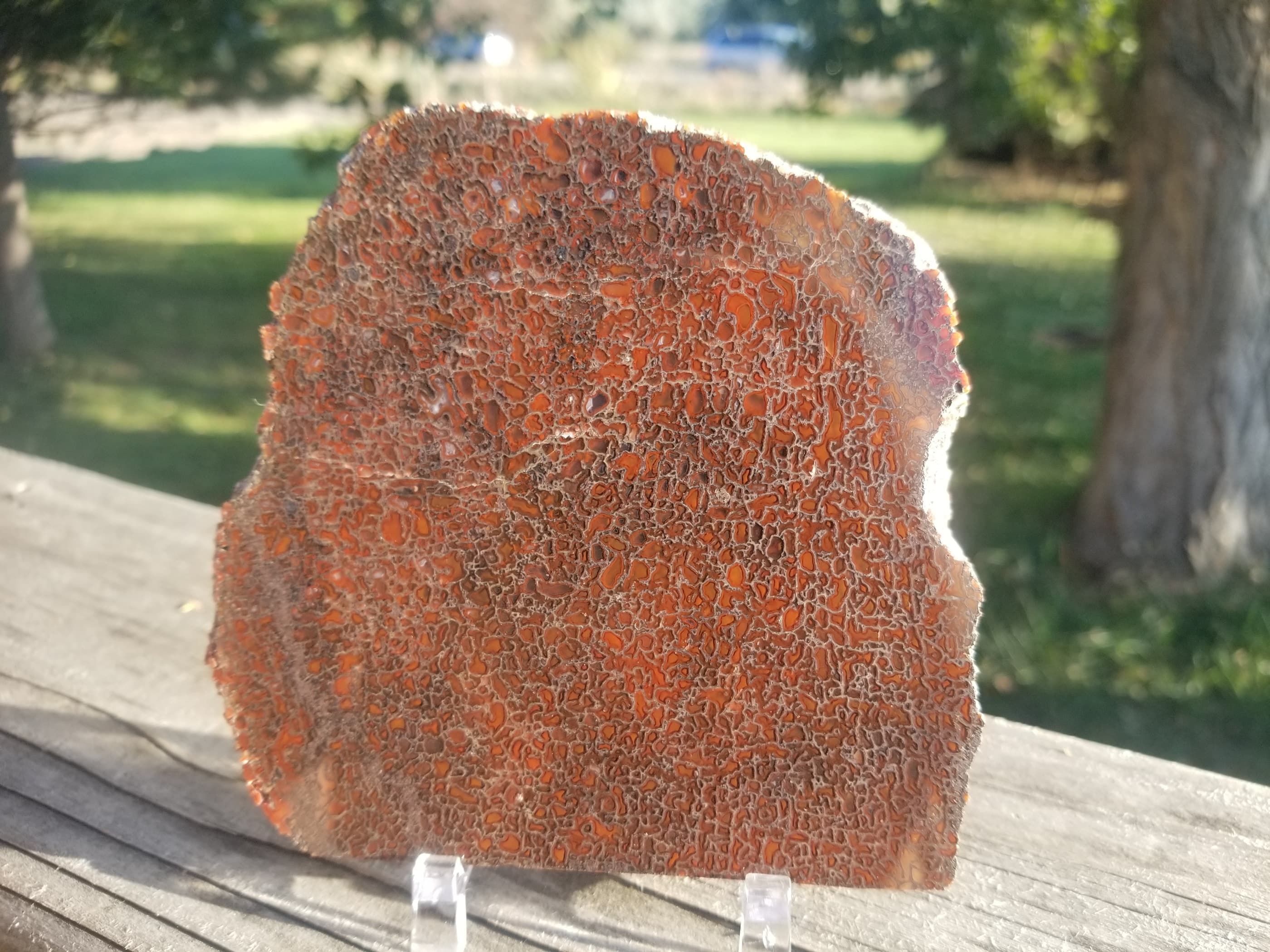 Deep Red Glassy Agatized Dinosaur Gem Bone Slab 197g Large Cell