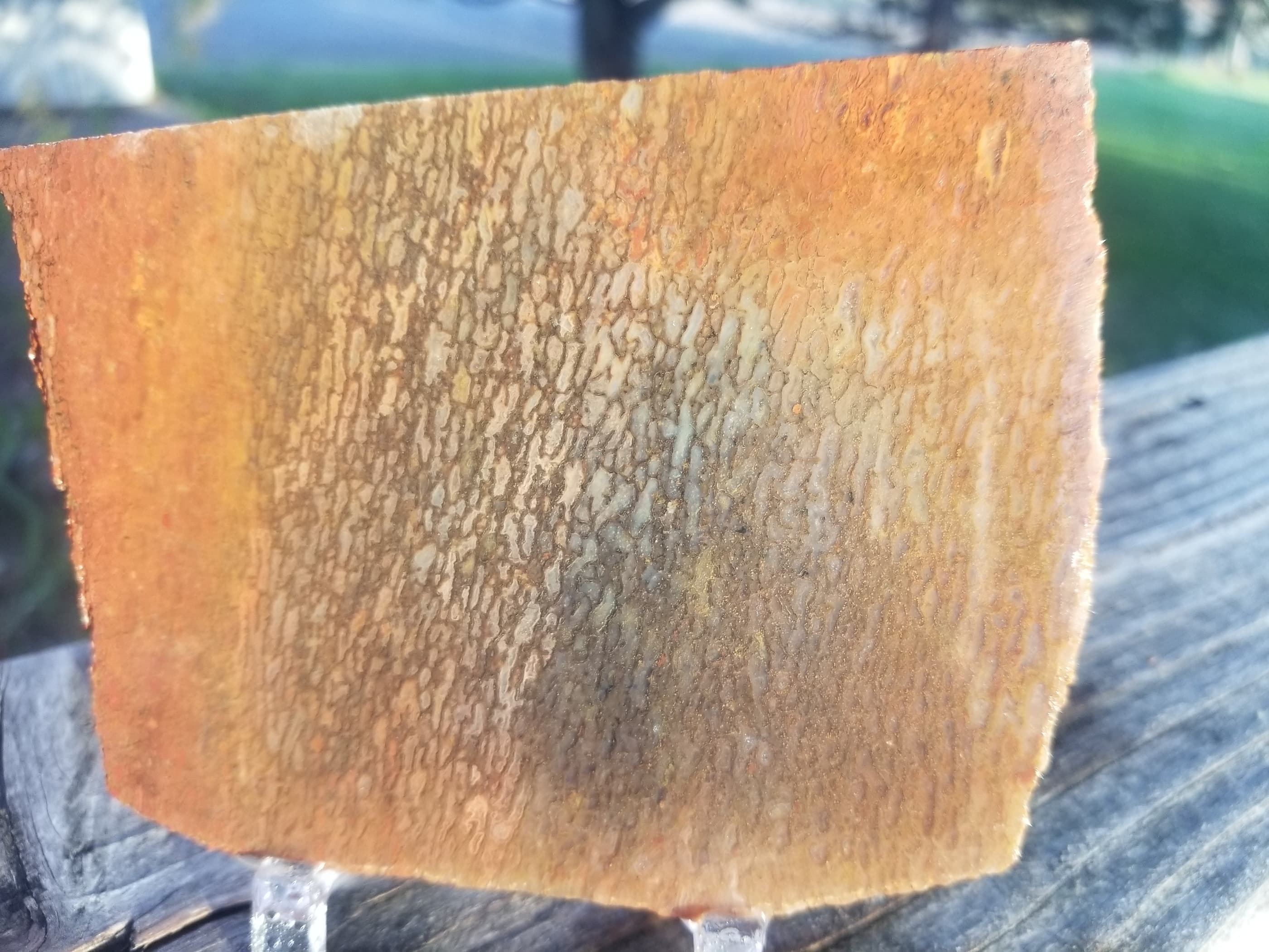 Glassy Red Multicolor Agatized Dinosaur Gem Bone Slab 137g