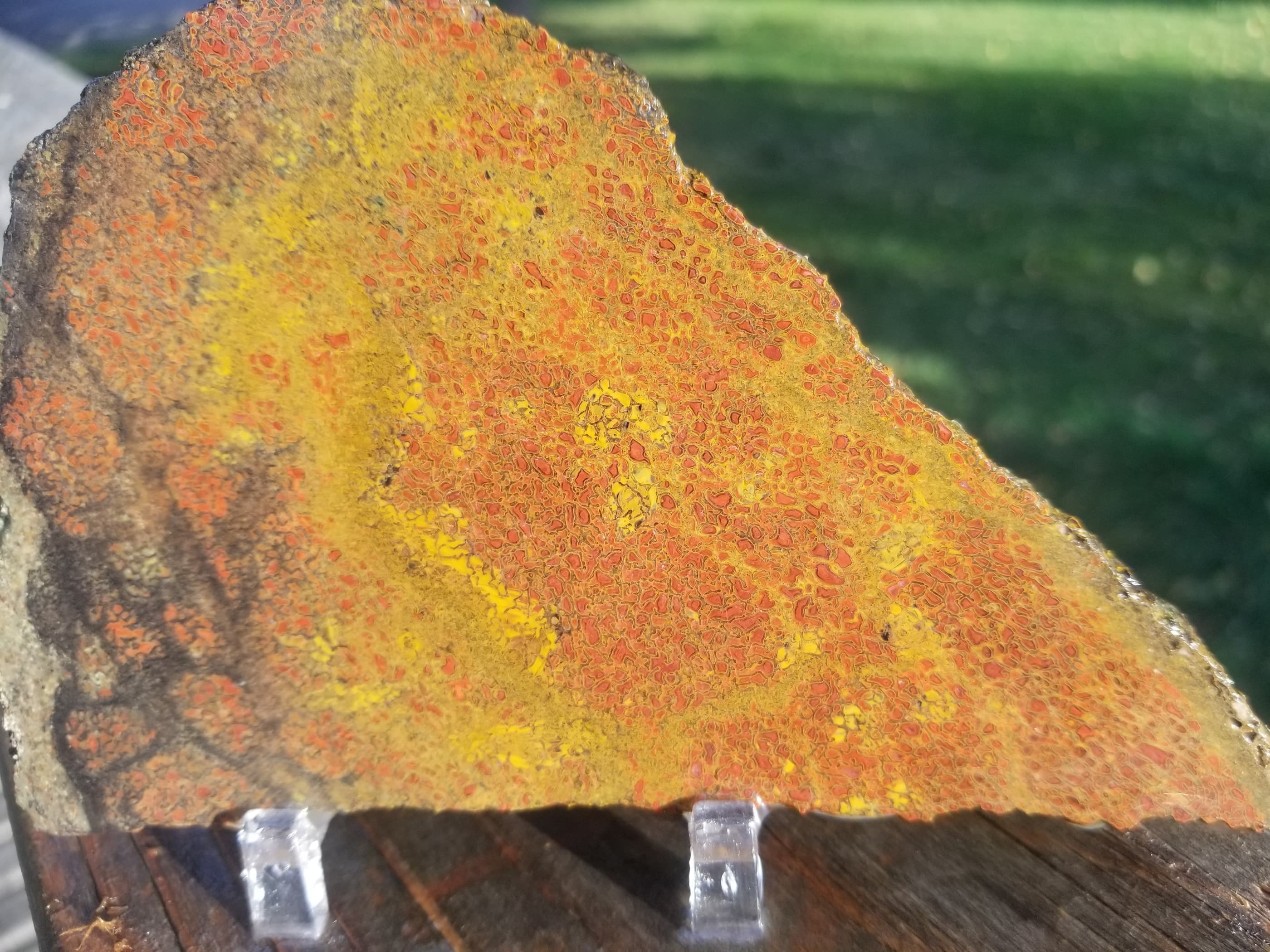 Deep Red w/Yellow Agatized Dinosaur Gem Bone Slab 144g