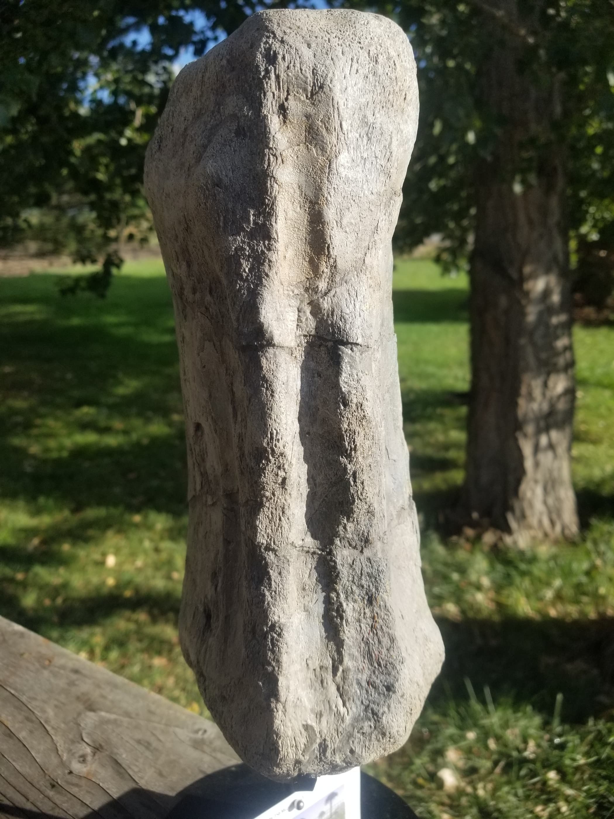 Diplodocus Vertebrae Section Partially Agatized Fossil Dinosaur Specimen Jurassic Morrison Form Display