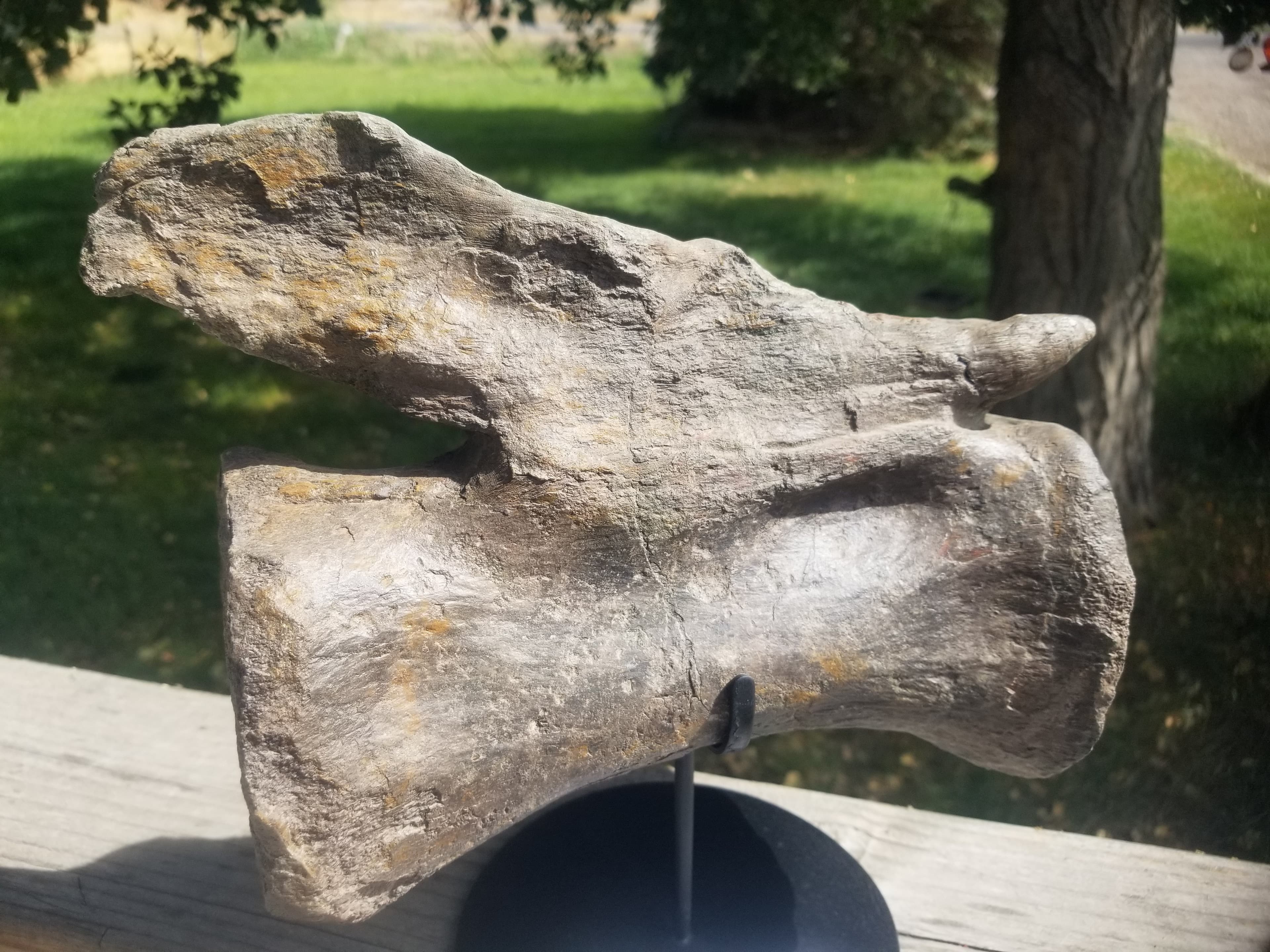 Apatosaurus "Deceptive Lizard" Vertebrae Fossil Dinosaur Specimen Jurassic Morrison Form Display