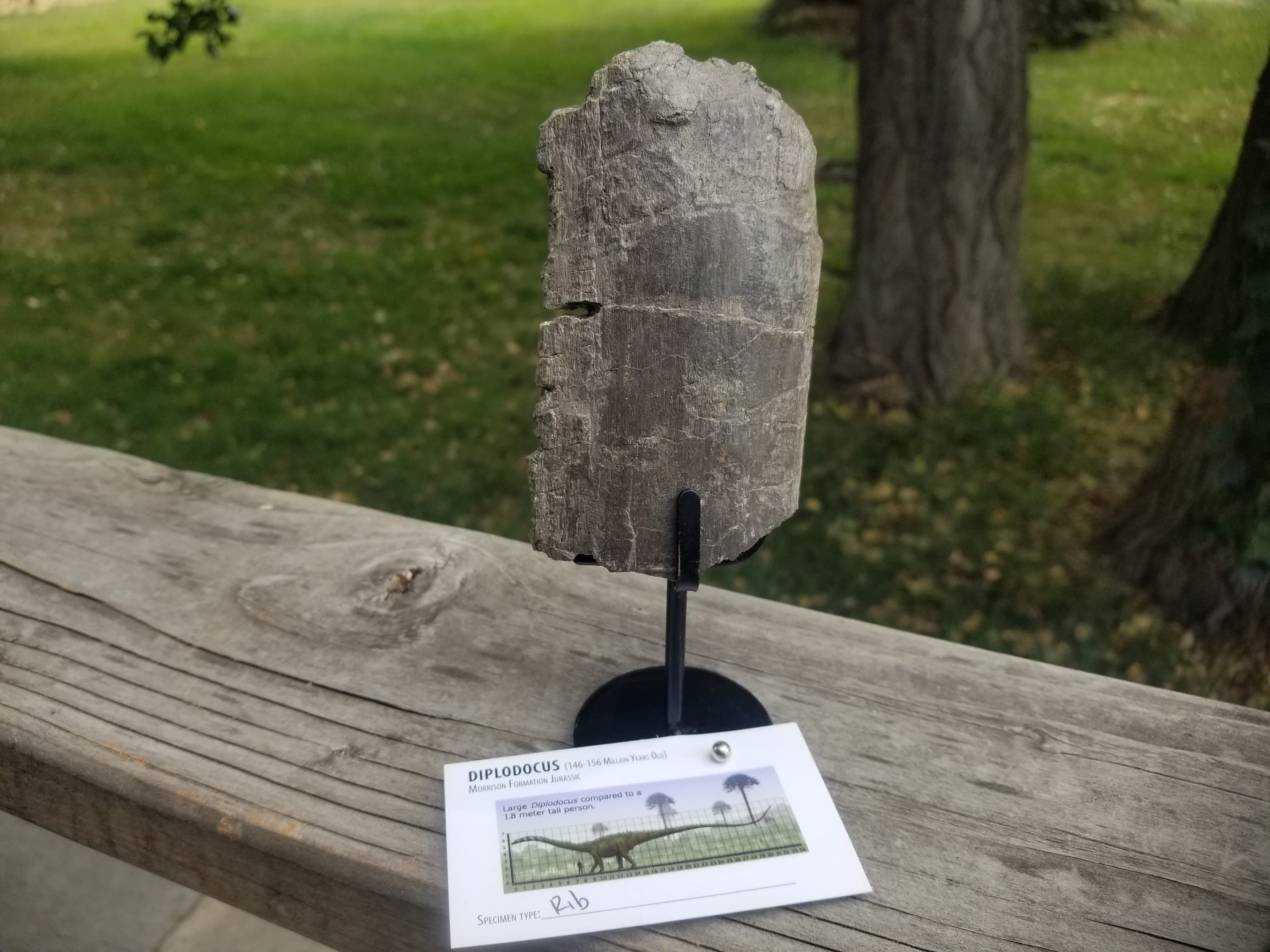 Diplodocus Vertebrae Section Fossil Dinosaur Specimen Jurassic Morrison Form Display