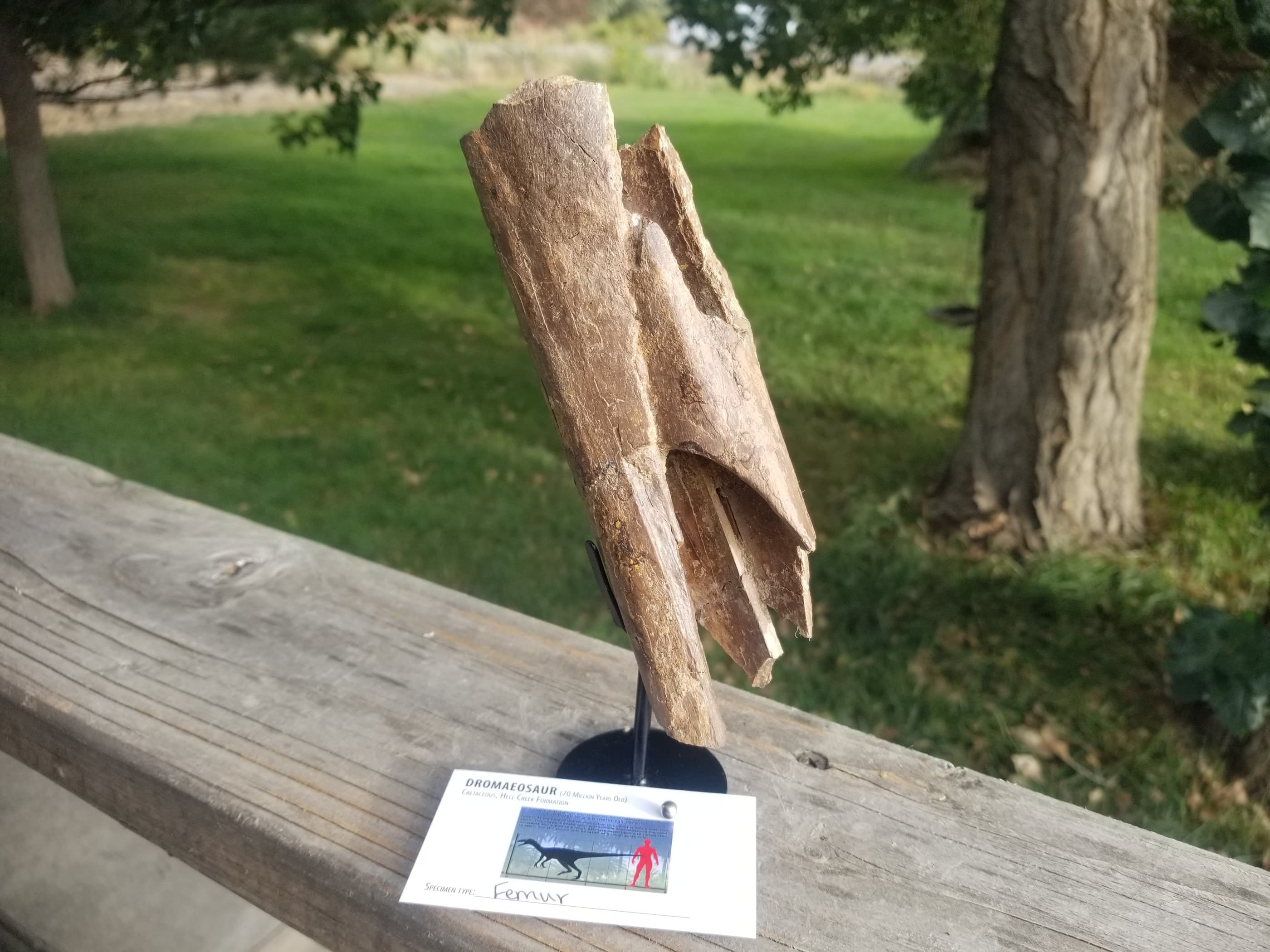 Dromaeosaurus Raptor Femur Section Fossil Specimen Hollow Bone Cretaceous Hell Creek MT