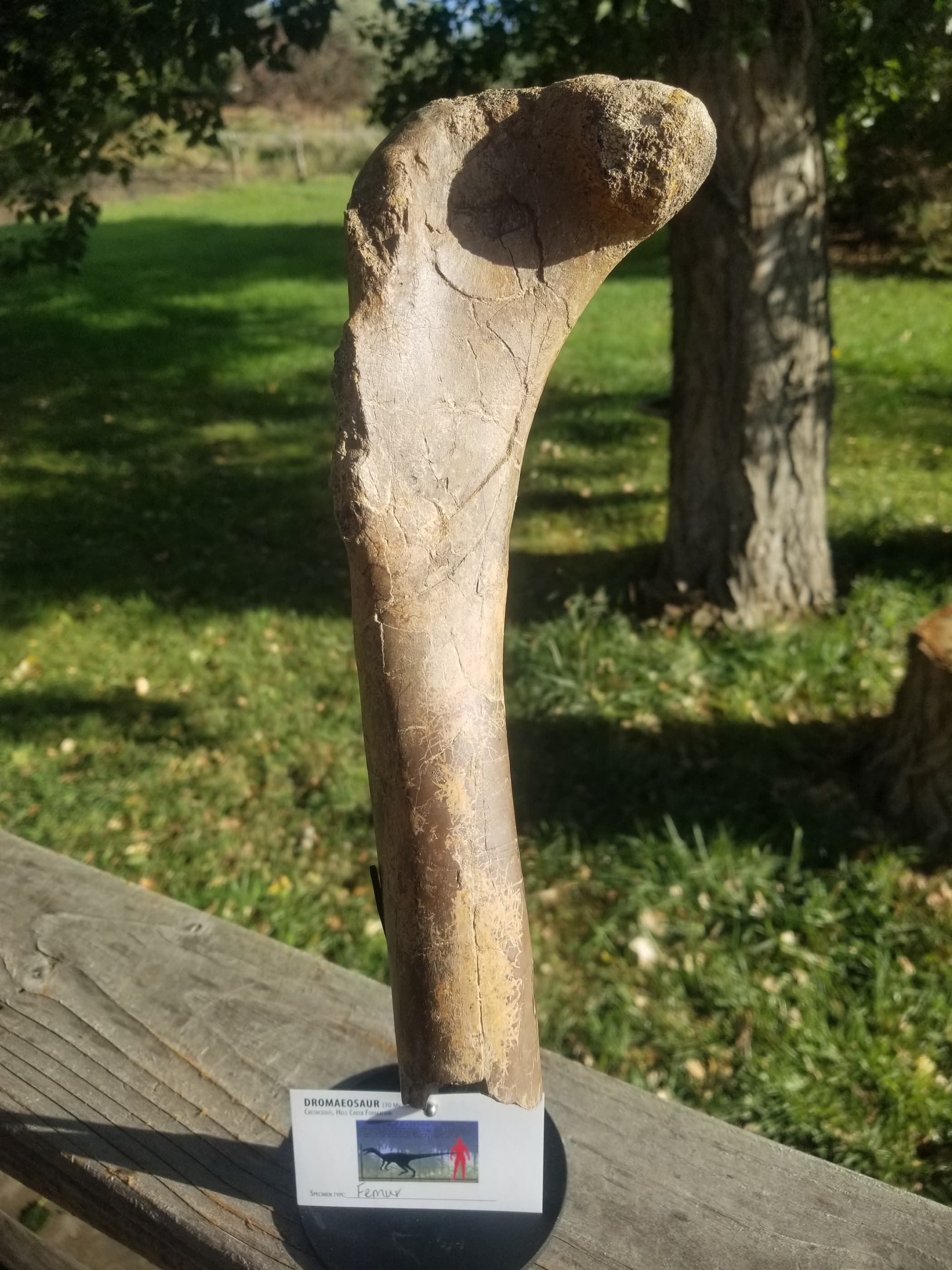 Dromaeosaurus Raptor Femur Section Fossil Specimen Hollow Bone Cretaceous Hell Creek MT