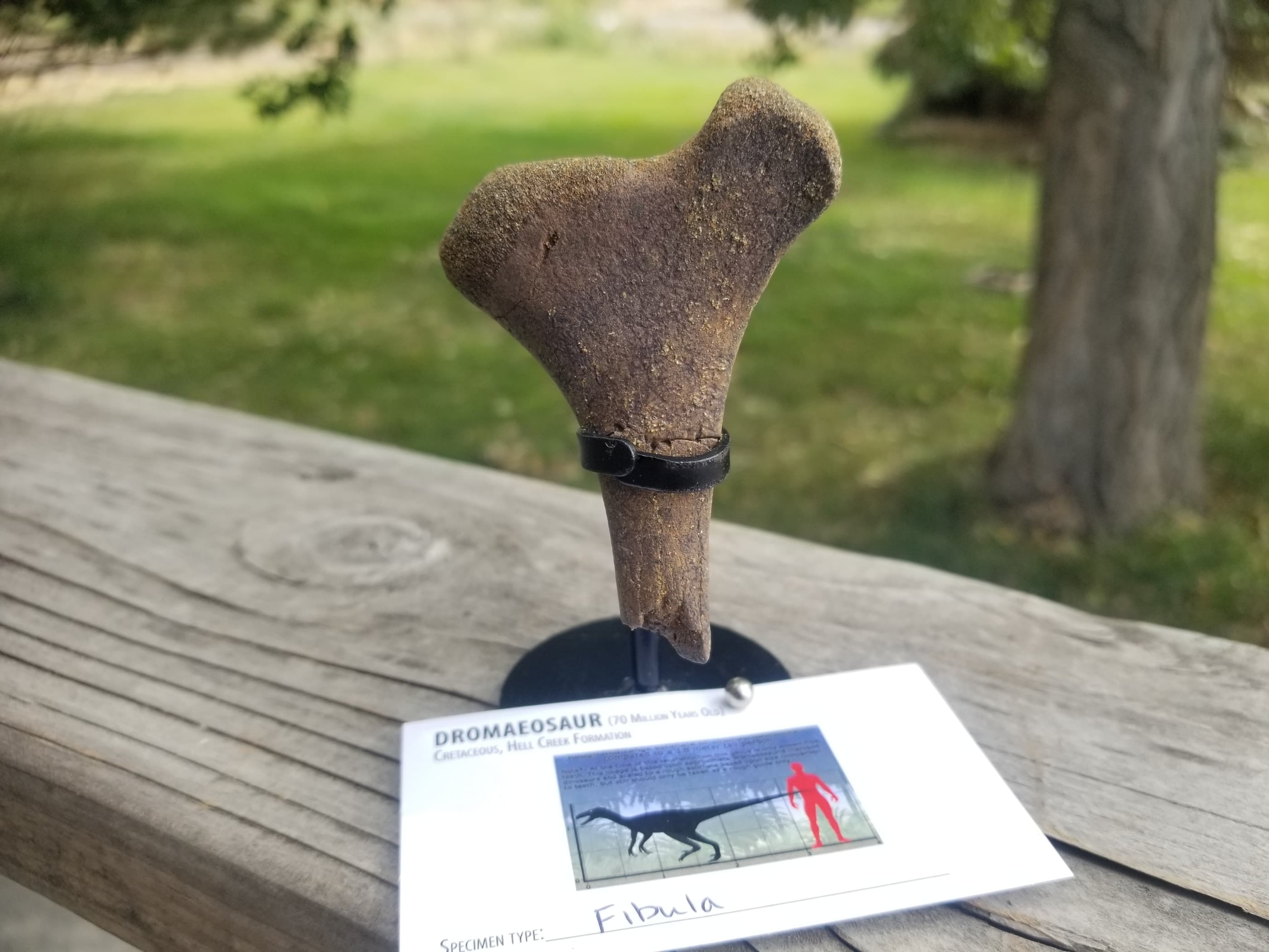 Dromaeosaurus Raptor Skull Section Fossil Specimen Cretaceous Hell Creek MT