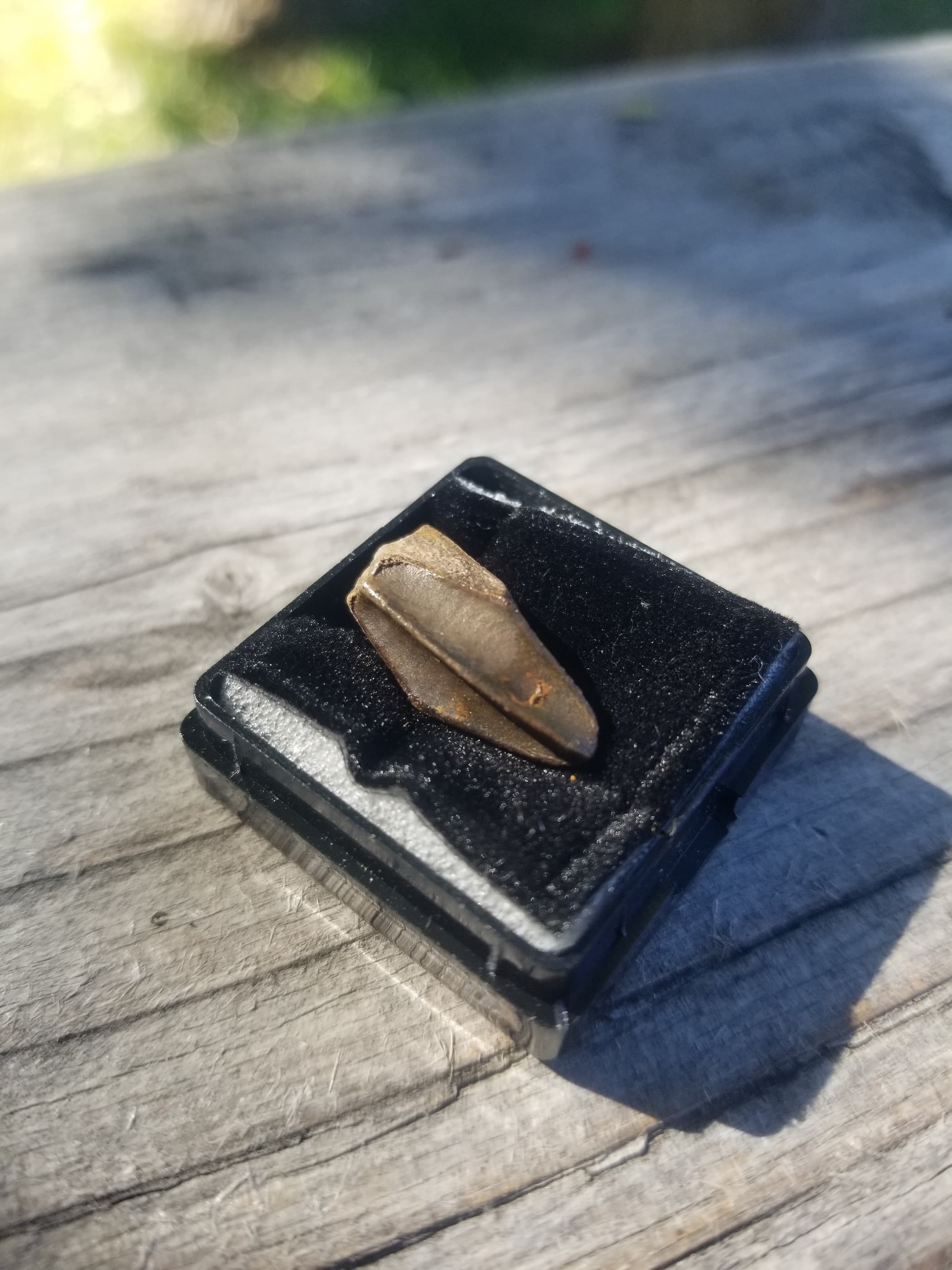 Edmontosaurus Tooth Fossil Specimen Hell Creek, MT