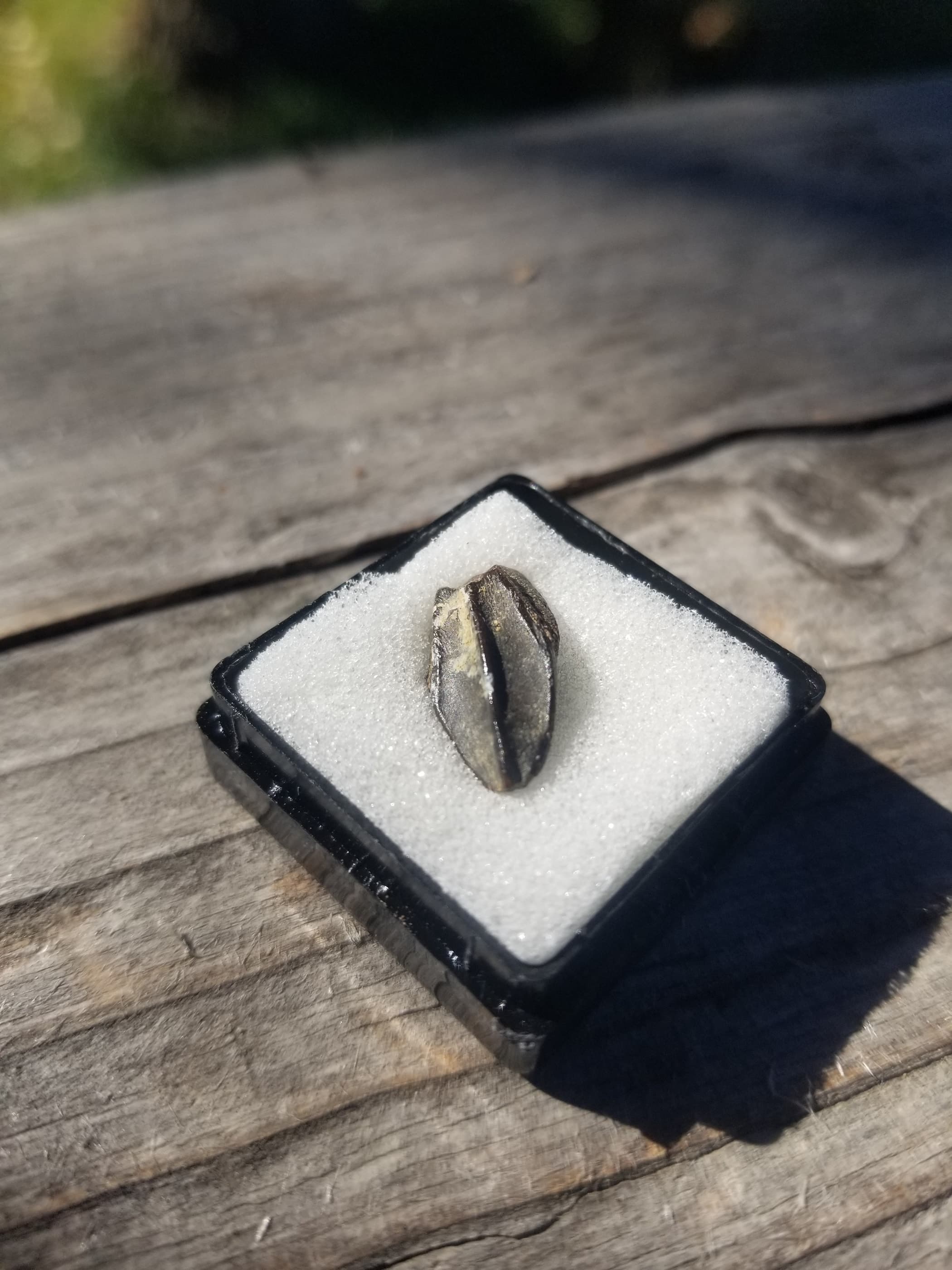 Edmontosaurus Tooth Fossil Specimen Hell Creek, MT