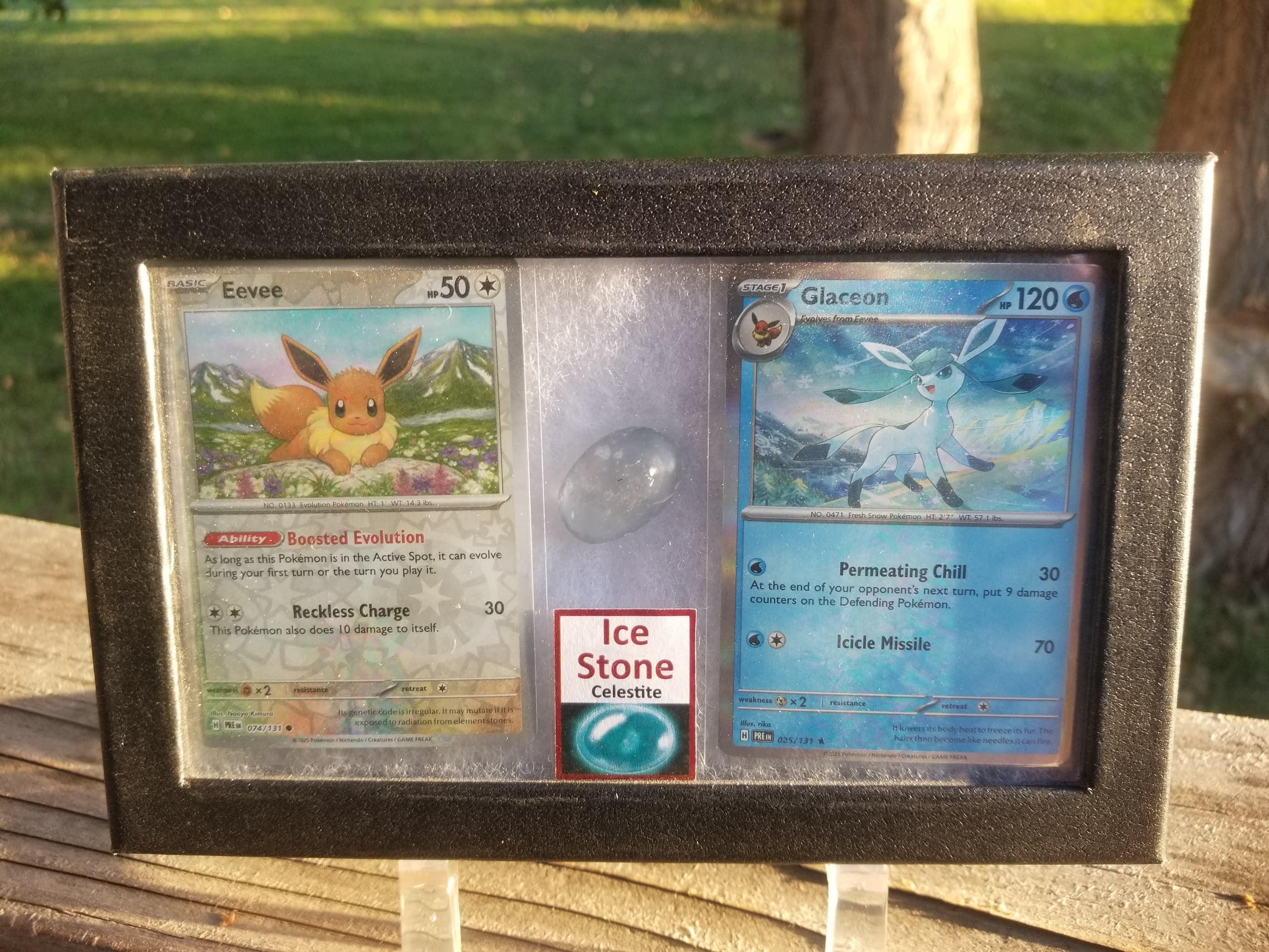 Pokemon Card Display w/Fossil Correlated to Card