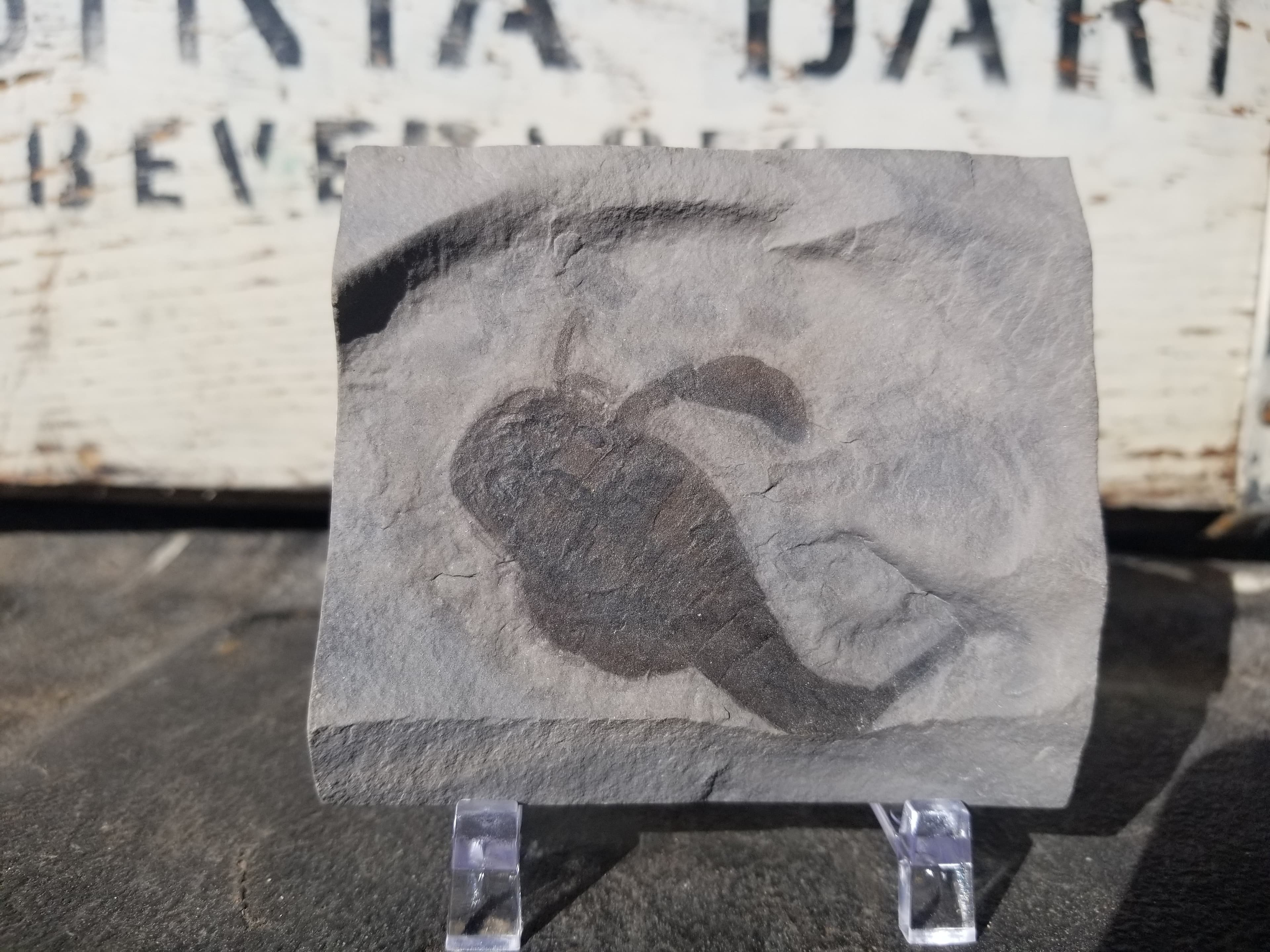 Eurypterid Fossil Sea Scorpion Eurypterus Silurian 420 Mil Yrs 3"x3.25" Plate New York