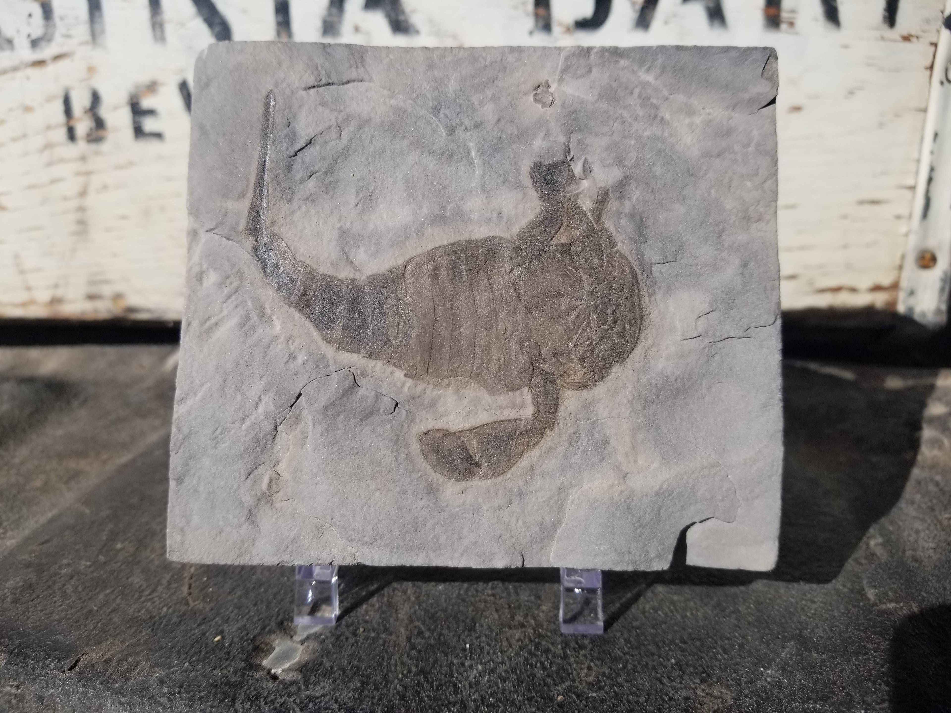Eurypterid Fossil Sea Scorpion Eurypterus Silurian 420 Mil Yrs 3.5"x4" Plate New York