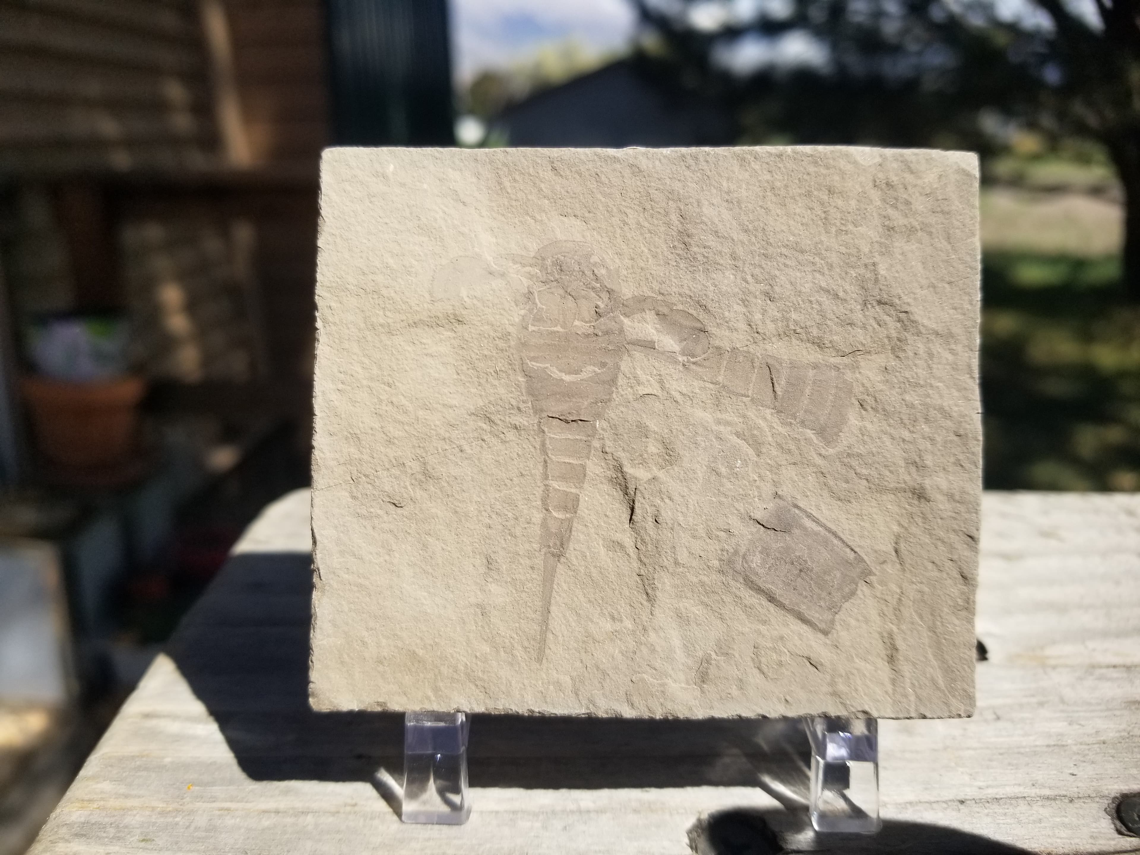 Eurypterid Fossil Sea Scorpion Eurypterus Silurian 420 Mil Yrs 3"x2.5" Plate New York