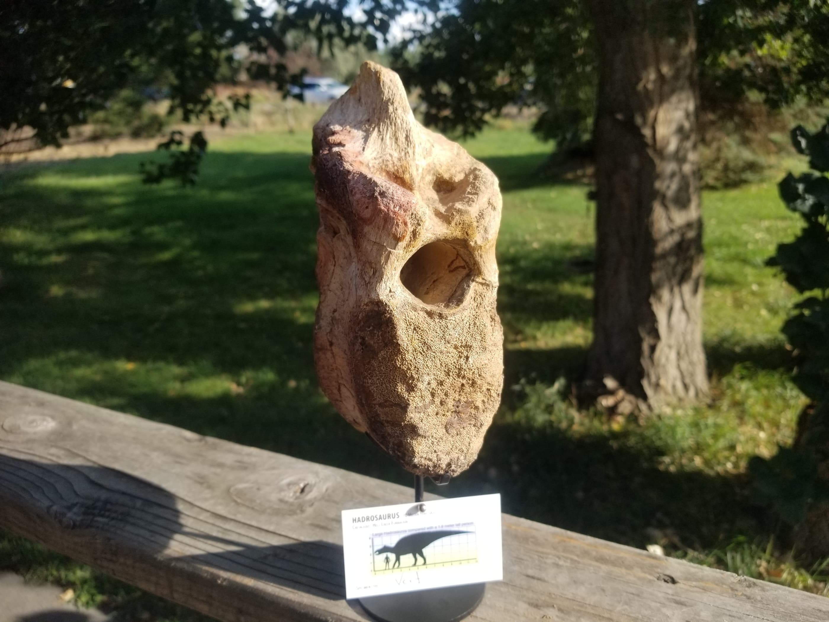 Nice Full Hadrosaurus Vertebrae Centrum Fossil Specimen Cretaceous Hell Crk MT Recent Dig